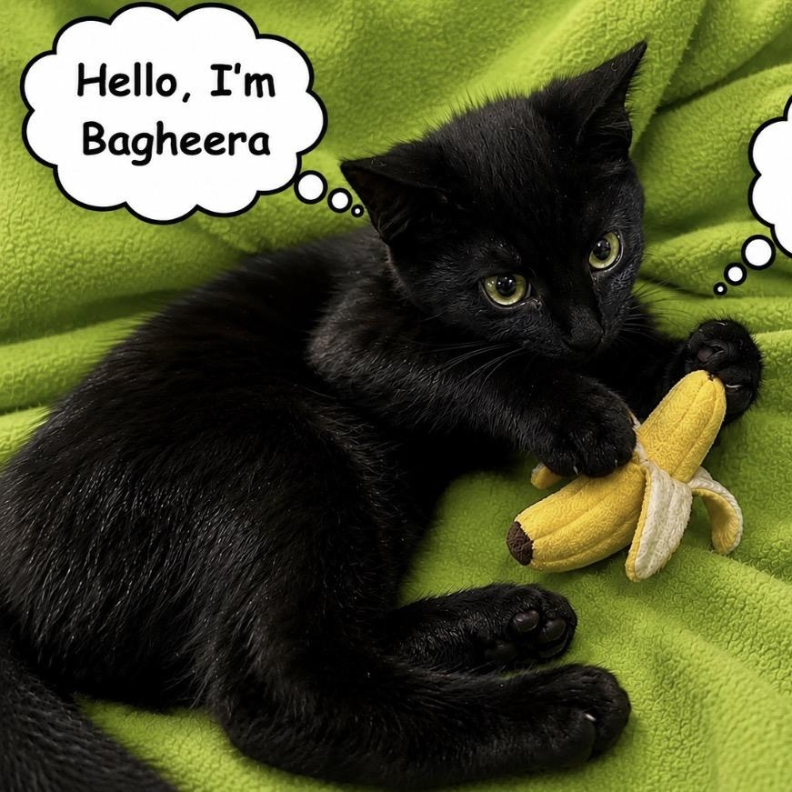 Bagheera W/ Baloo, Adoptable, Kitten Male Domestic Short Hair.
