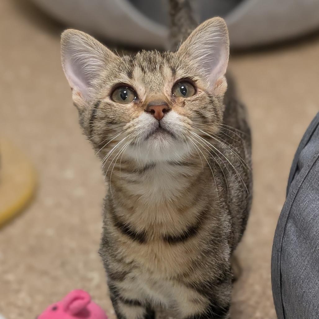 Ella(bonded with Duke), Adoptable, Kitten Female Domestic Short Hair.