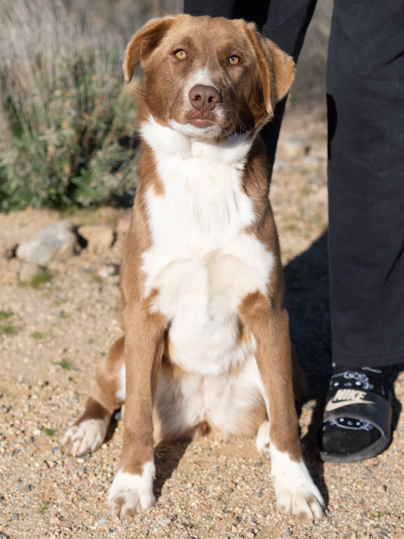 Enlarge Missy, a ADOPTABLE mixed breed in Globe, AZ image 1/1