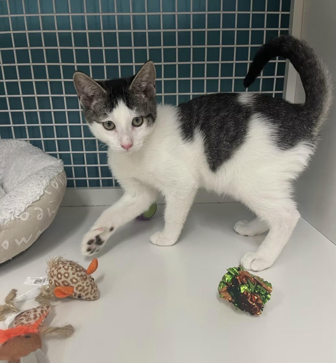 Justin, ADOPTABLE, Kitten Male Domestic Short Hair.
