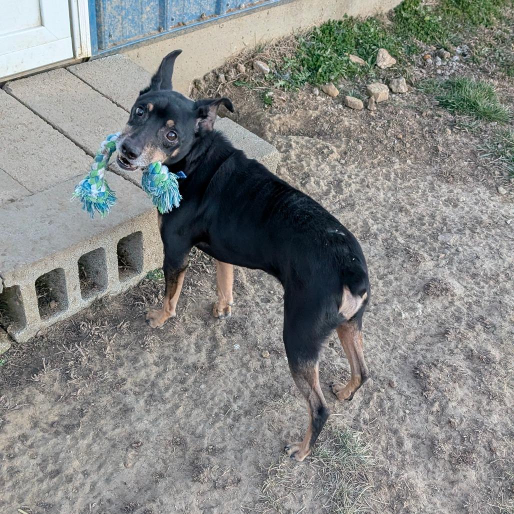 Enlarge Chief, a Adoptable mixed breed in CHANUTE, KS image 1/4