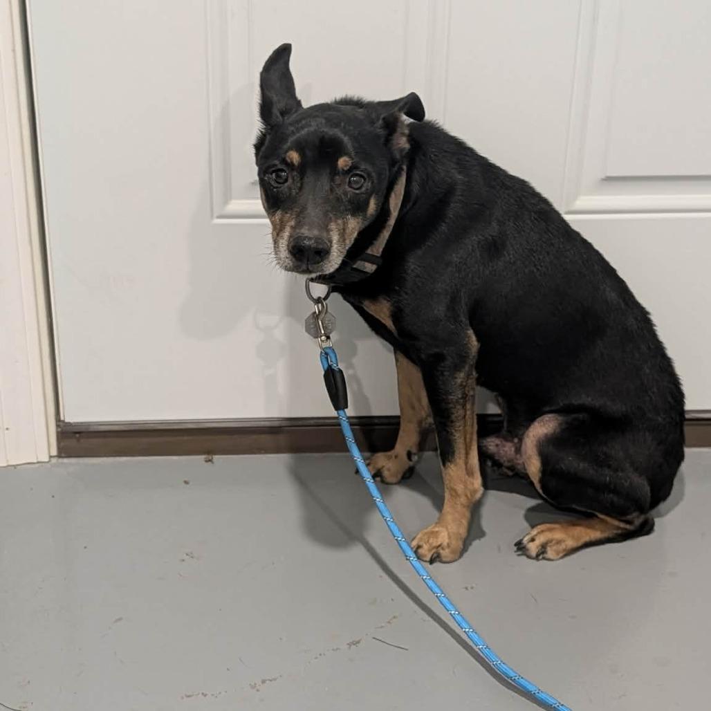 Enlarge Chief, a Adoptable mixed breed in CHANUTE, KS image 2/4