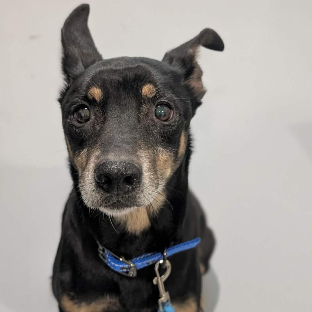 Enlarge Chief, a Adoptable mixed breed in CHANUTE, KS image 3/4