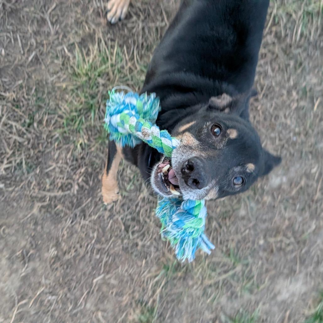 Enlarge Chief, a Adoptable mixed breed in CHANUTE, KS image 4/4