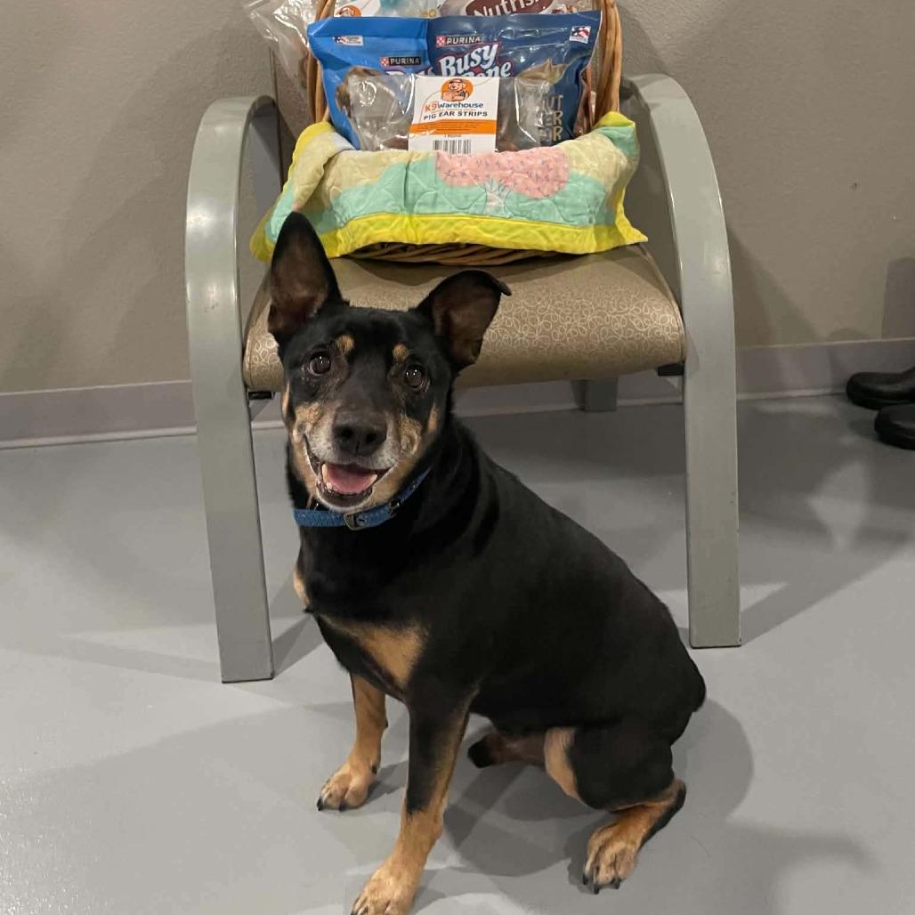 Chief, a Adoptable mixed breed in CHANUTE, KS image 5/6