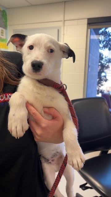 Enlarge Cupid, an adopted mixed breed in Allen, TX image 1/1