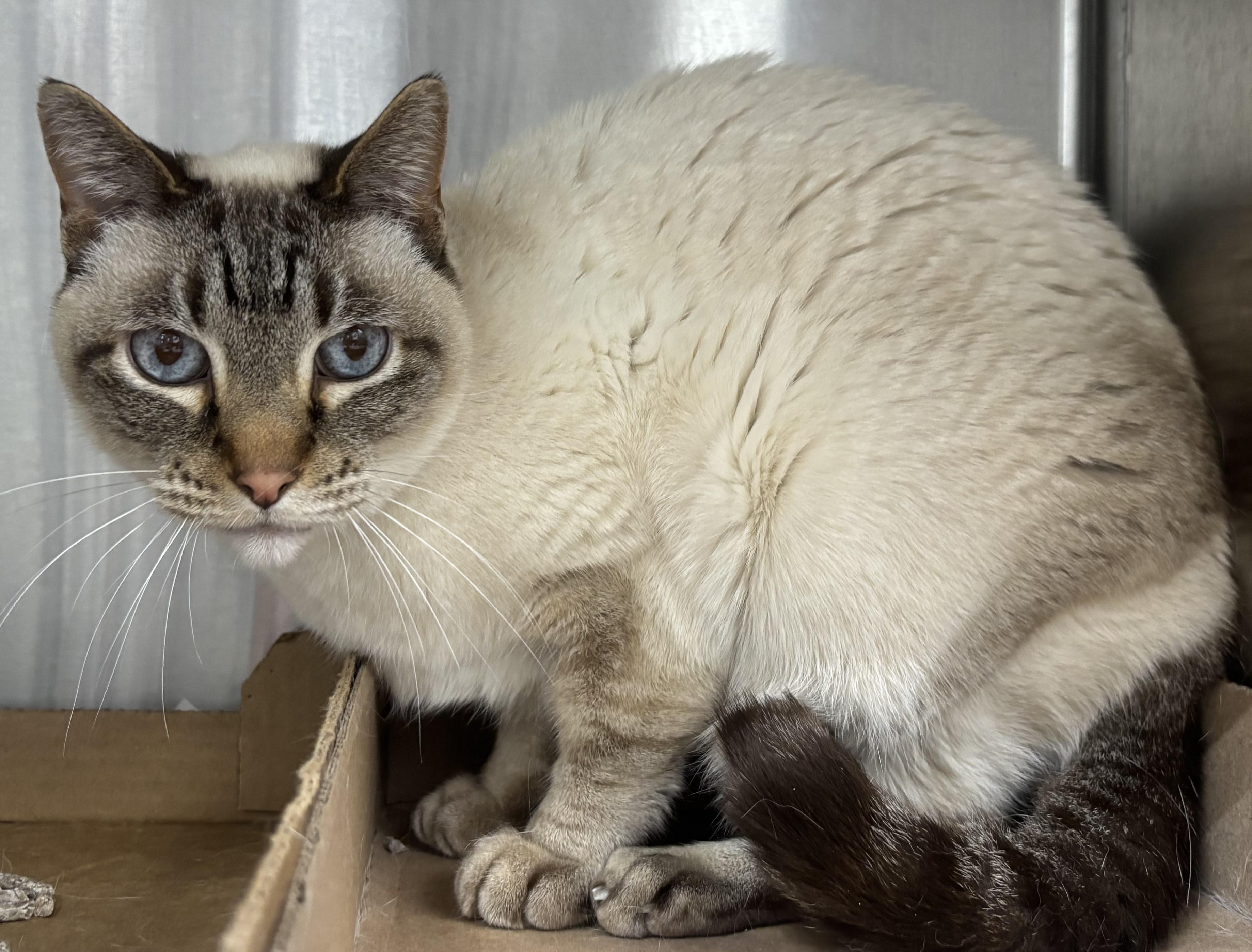Sam, adopted, Senior Male Siamese.
