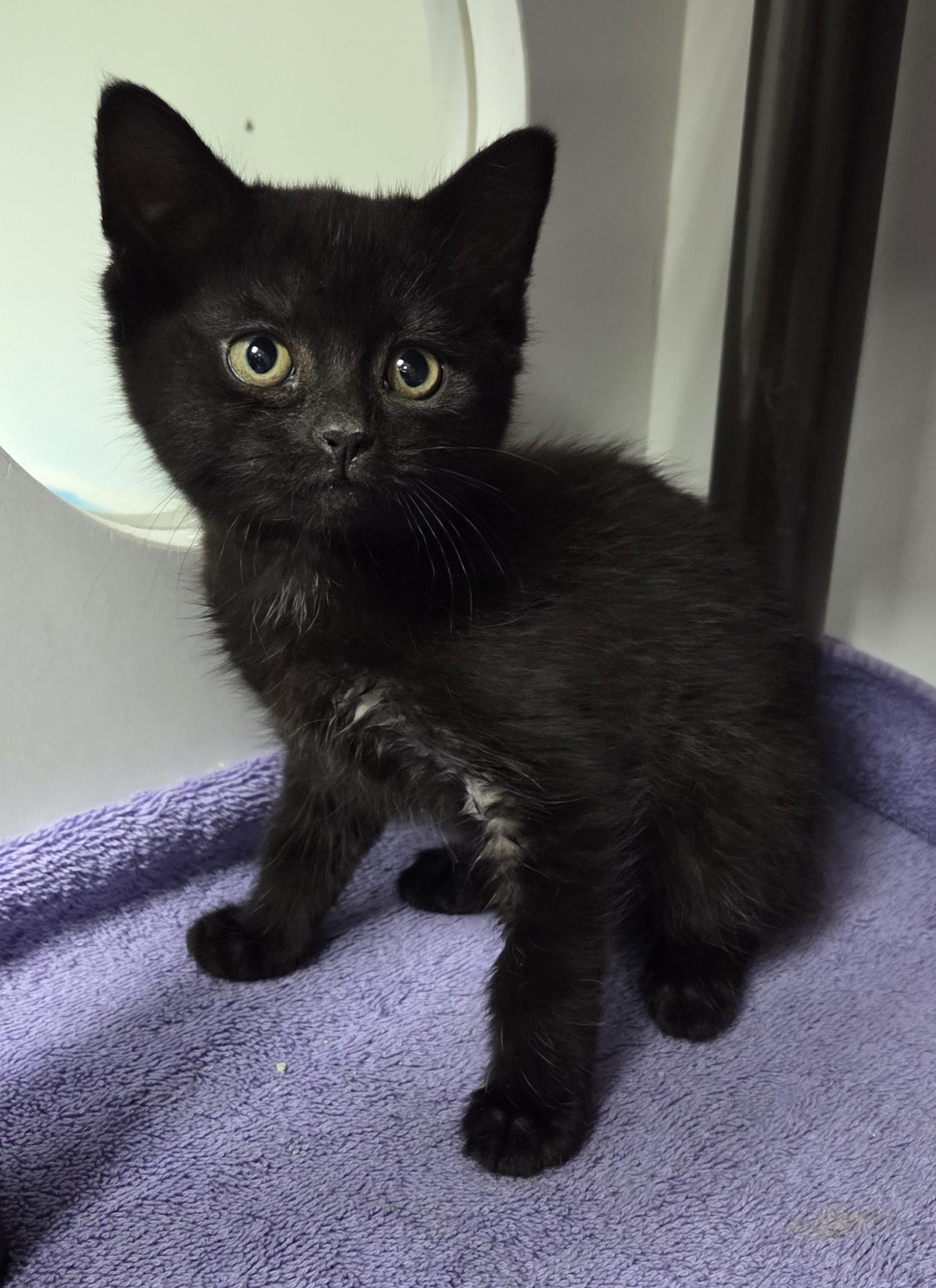 Vixen, ADOPTABLE, Kitten Female Domestic Short Hair.