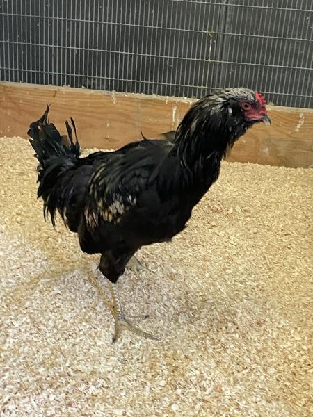Enlarge Blaise, a Adoptable mixed breed in Novato, CA image 2/2