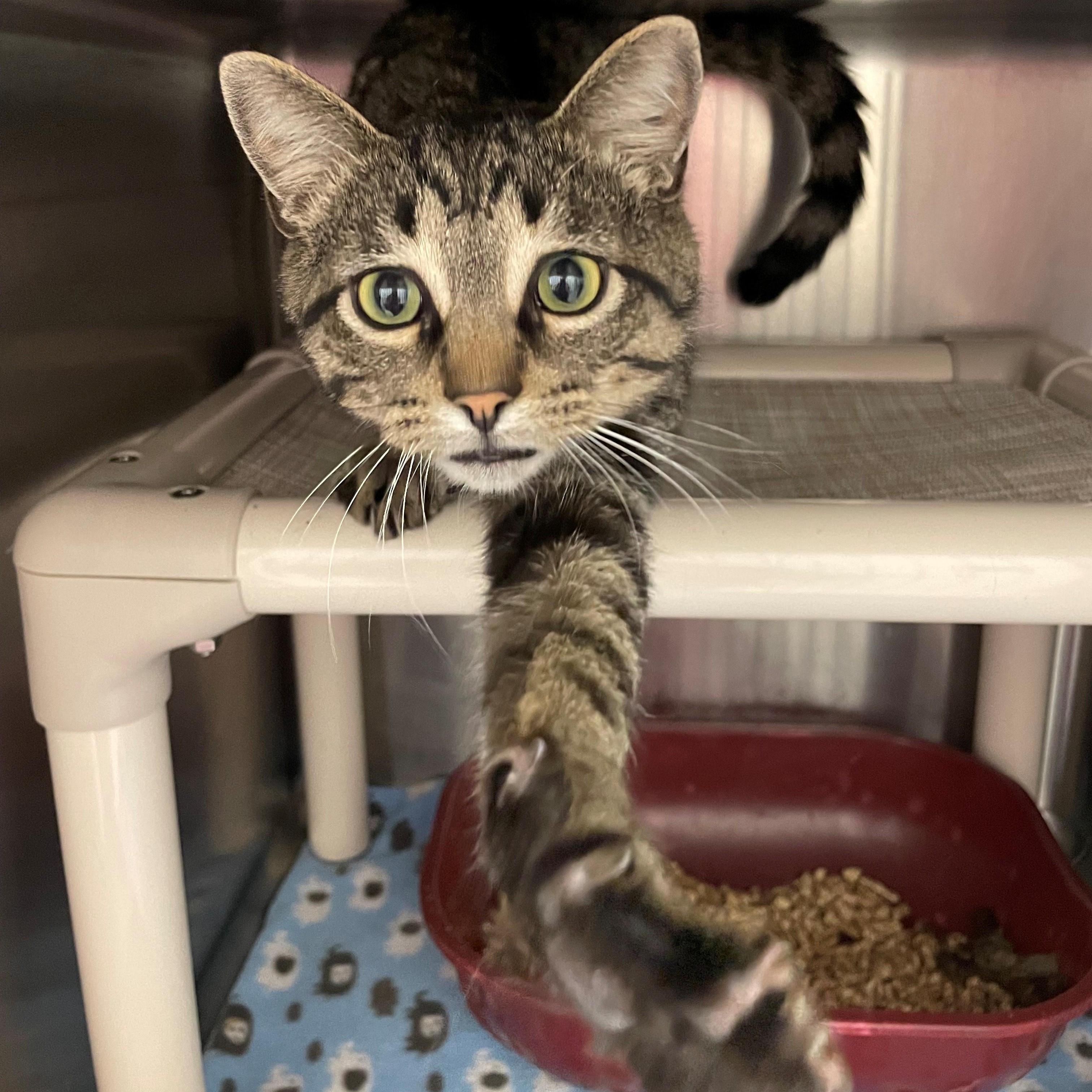 Mack, a Adoptable Domestic Short Hair in Benton Harbor, MI image 2/2