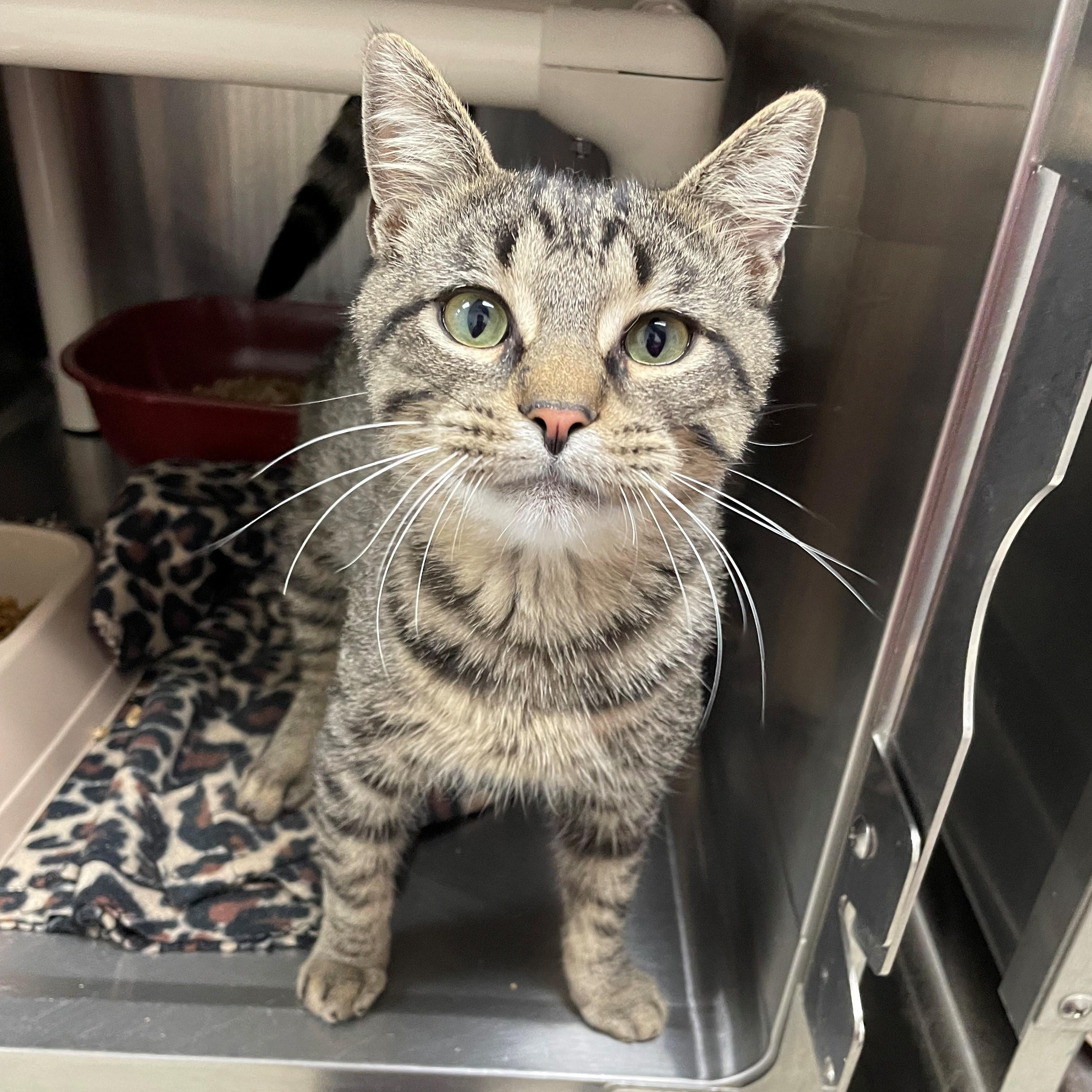 Mack, Adoptable, Adult Male Domestic Short Hair.