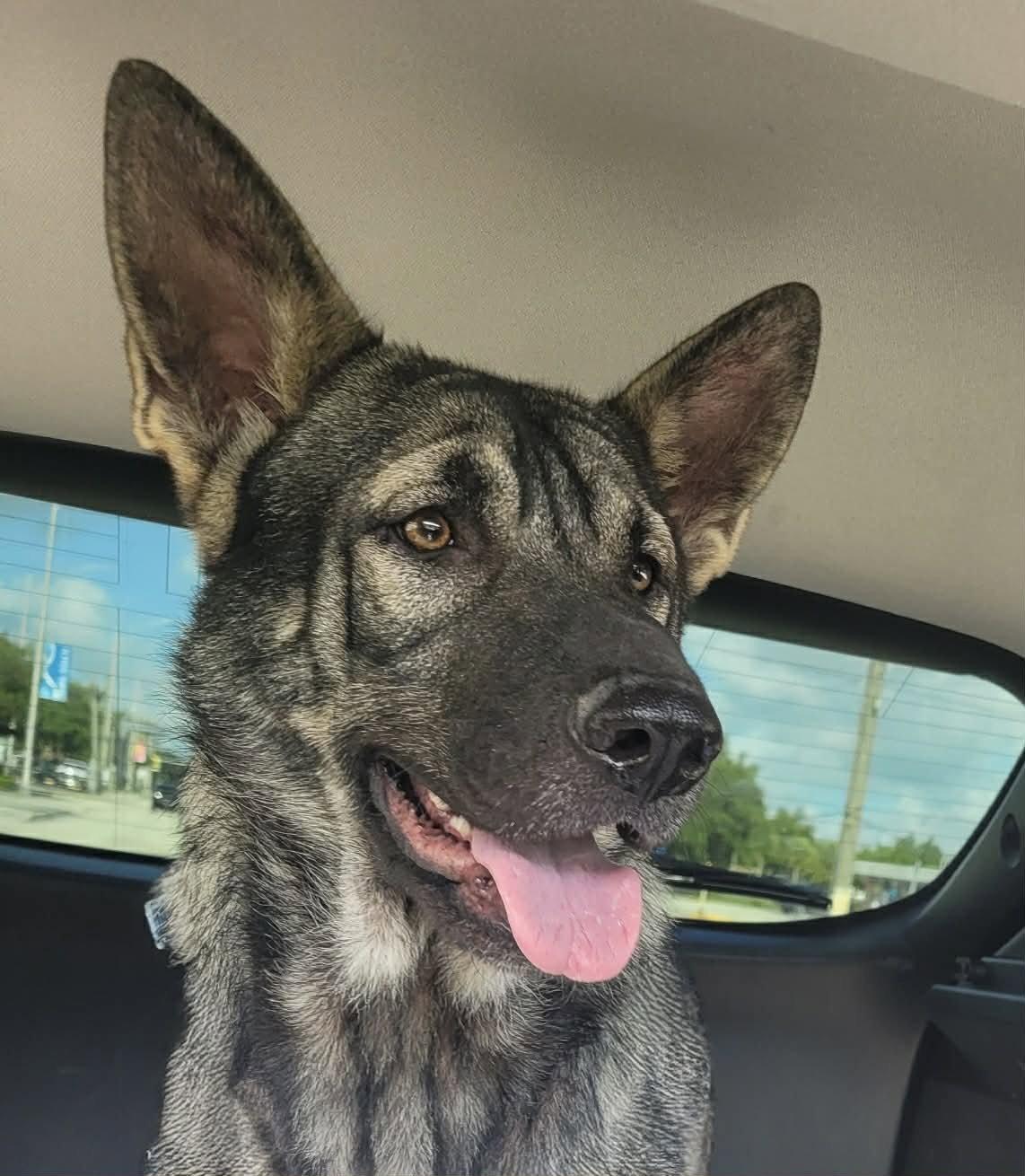 Skie 3154, a Adopted German Shepherd Dog in Pompano Beach, FL image 1/3