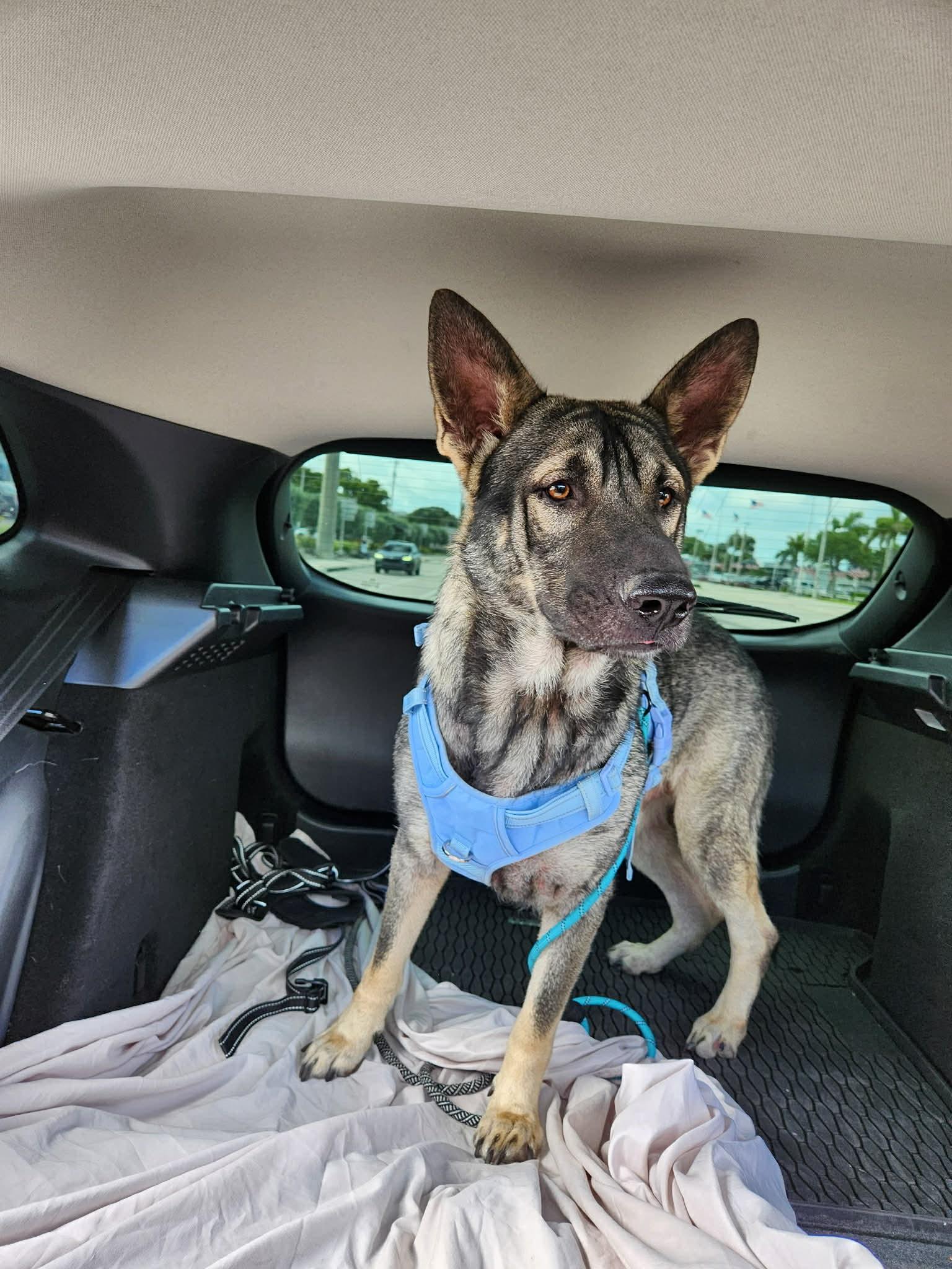 Skie 3154, a Adopted German Shepherd Dog in Pompano Beach, FL image 2/3