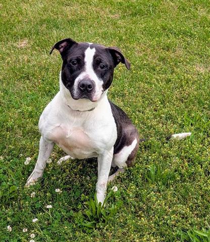 Enlarge DORIS, a Adoptable American Staffordshire Terrier in Akron, OH image 1/1