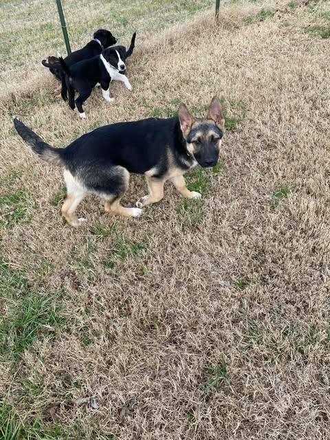 Enlarge Noel (4mo PUPPY), an adopted mixed breed in Greeneville, TN image 3/6