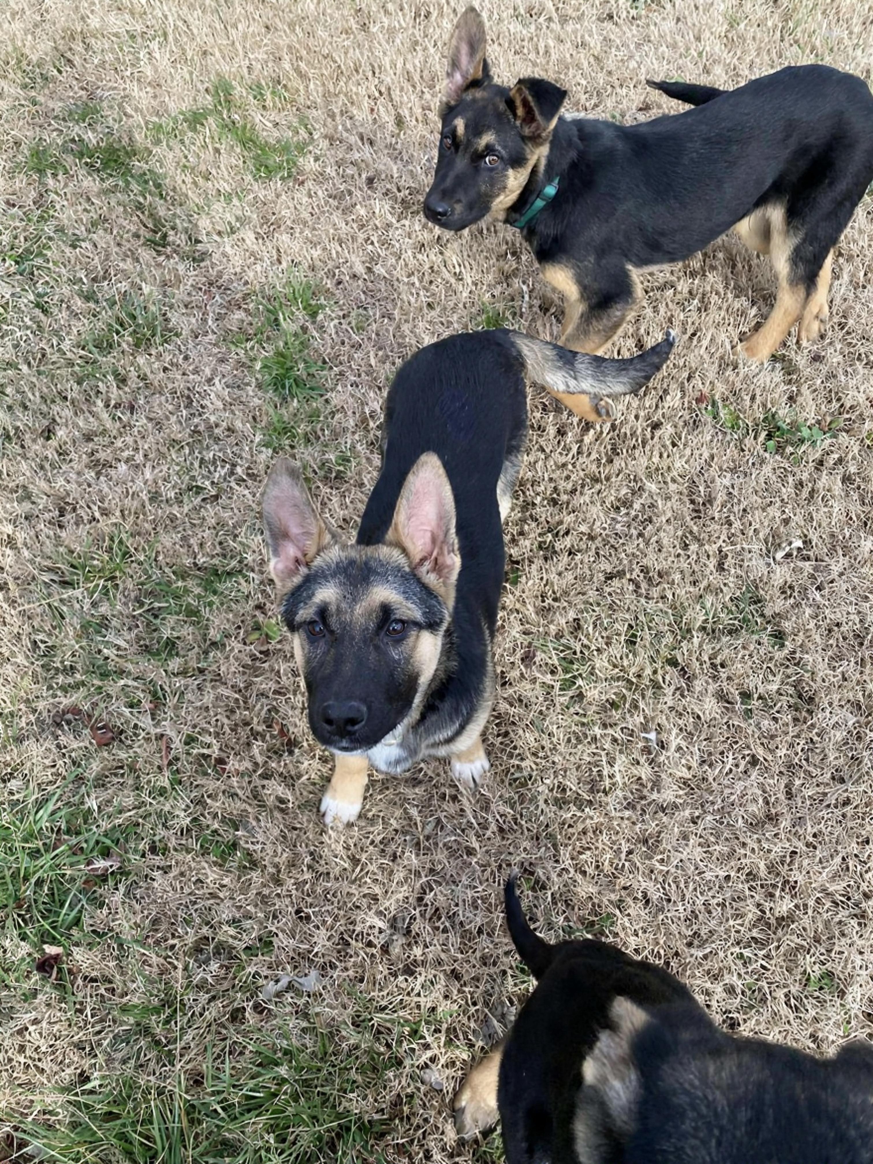 Enlarge Noel (4mo PUPPY), an adopted mixed breed in Greeneville, TN image 4/6