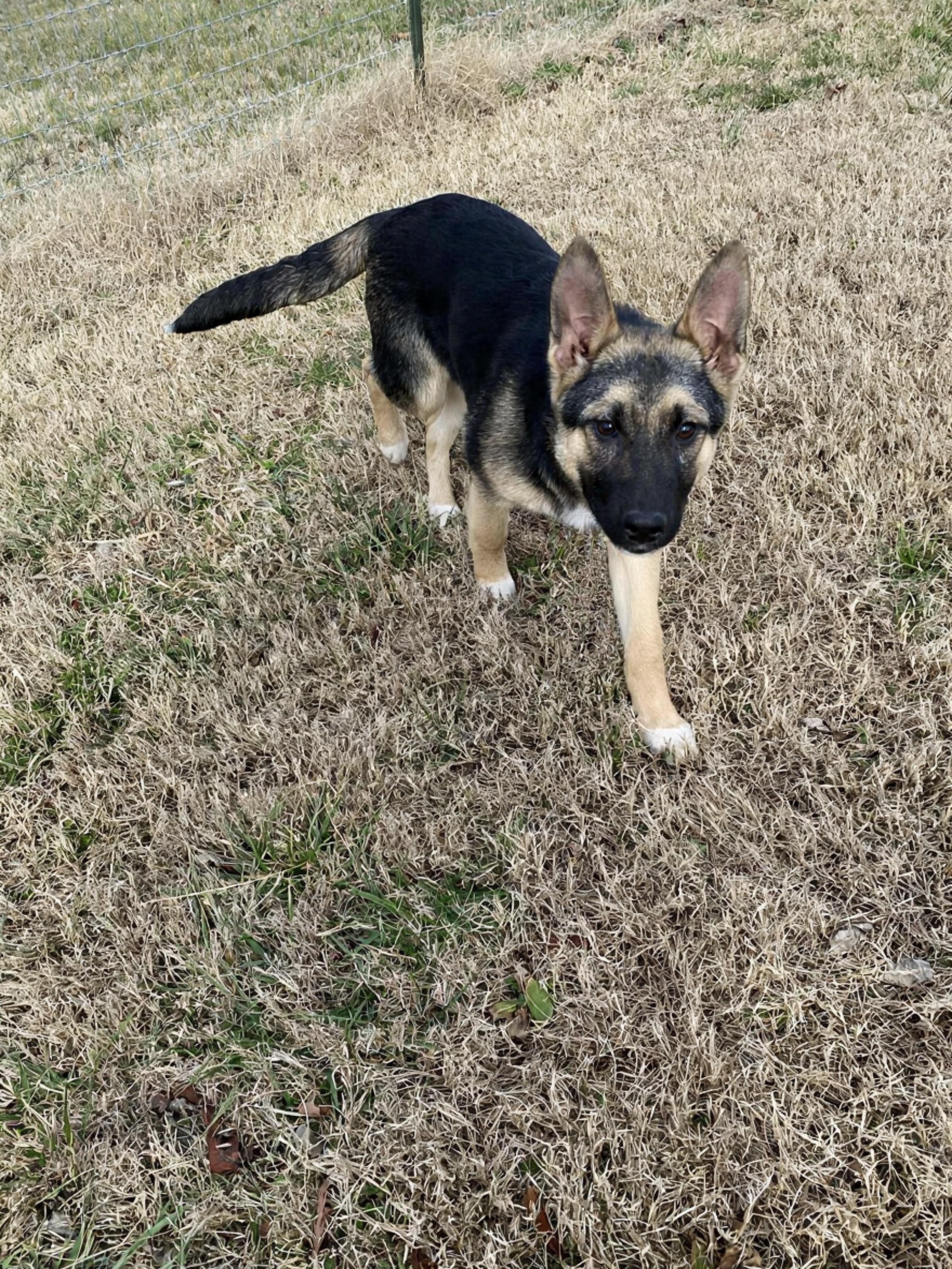 Noel (4mo PUPPY), adopted, Puppy Female German Shepherd Dog & Collie.
