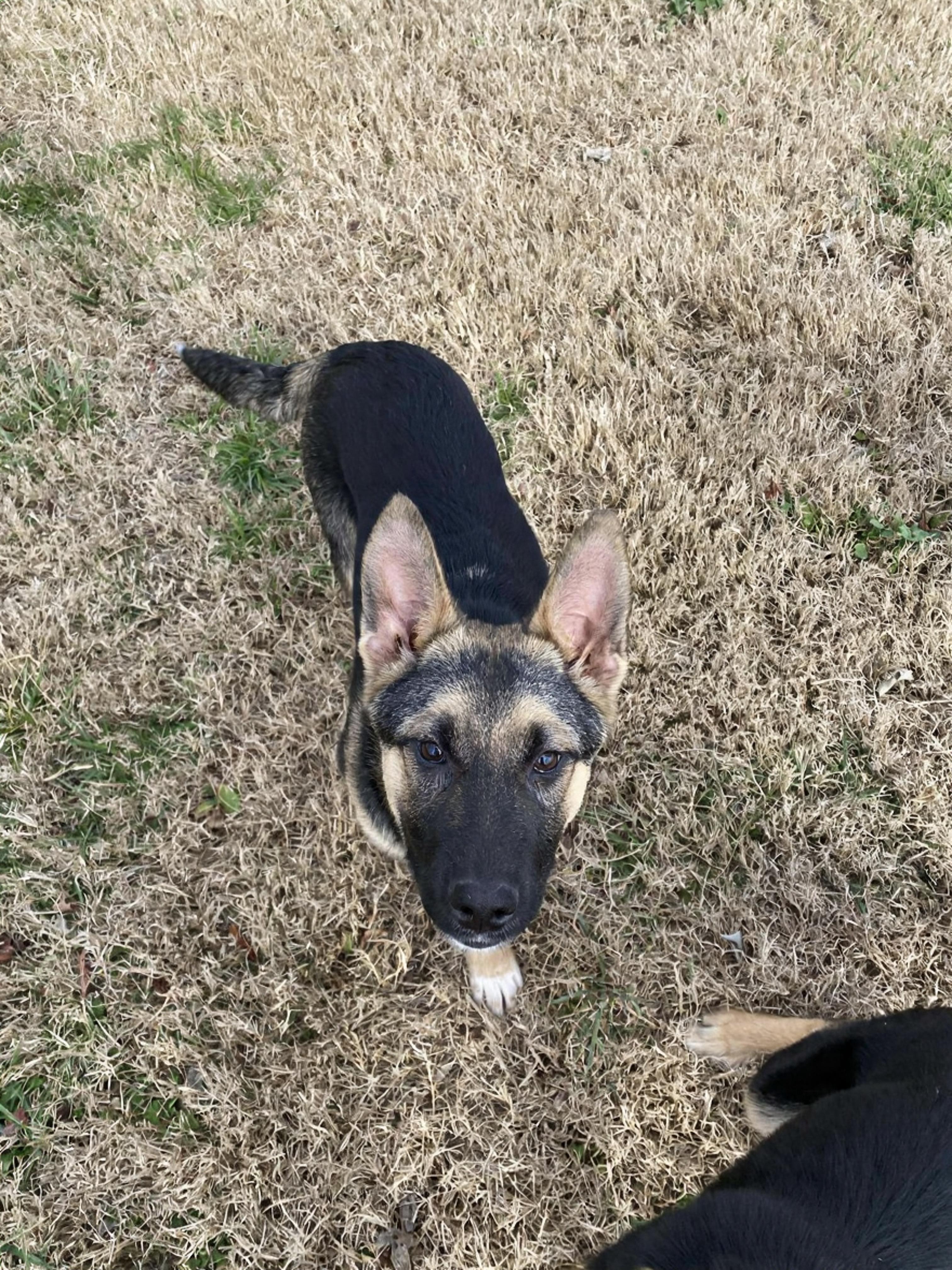 Enlarge Noel (4mo PUPPY), an adopted mixed breed in Greeneville, TN image 5/6