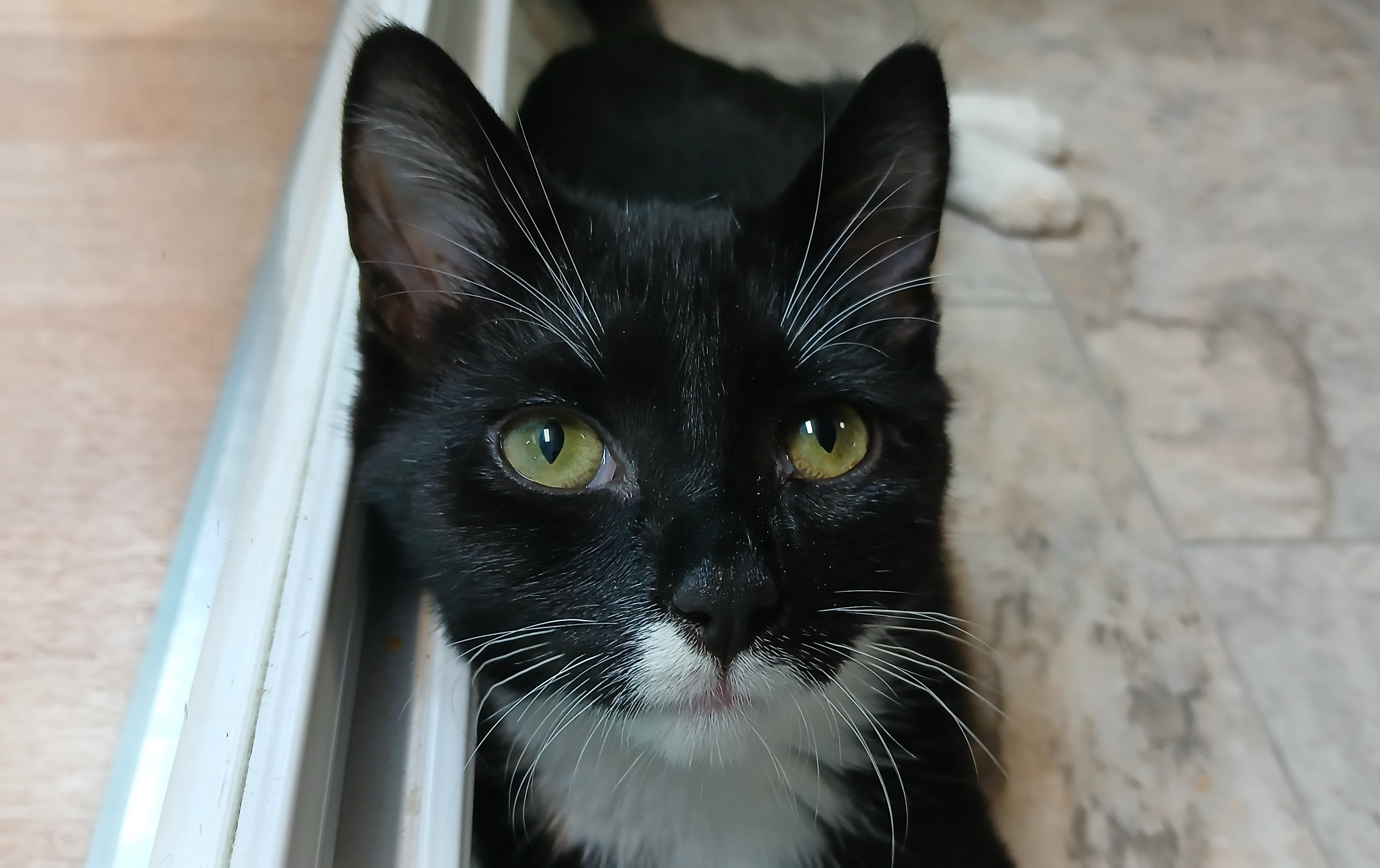 Giancarlo, Adopted, Kitten Male Domestic Short Hair.