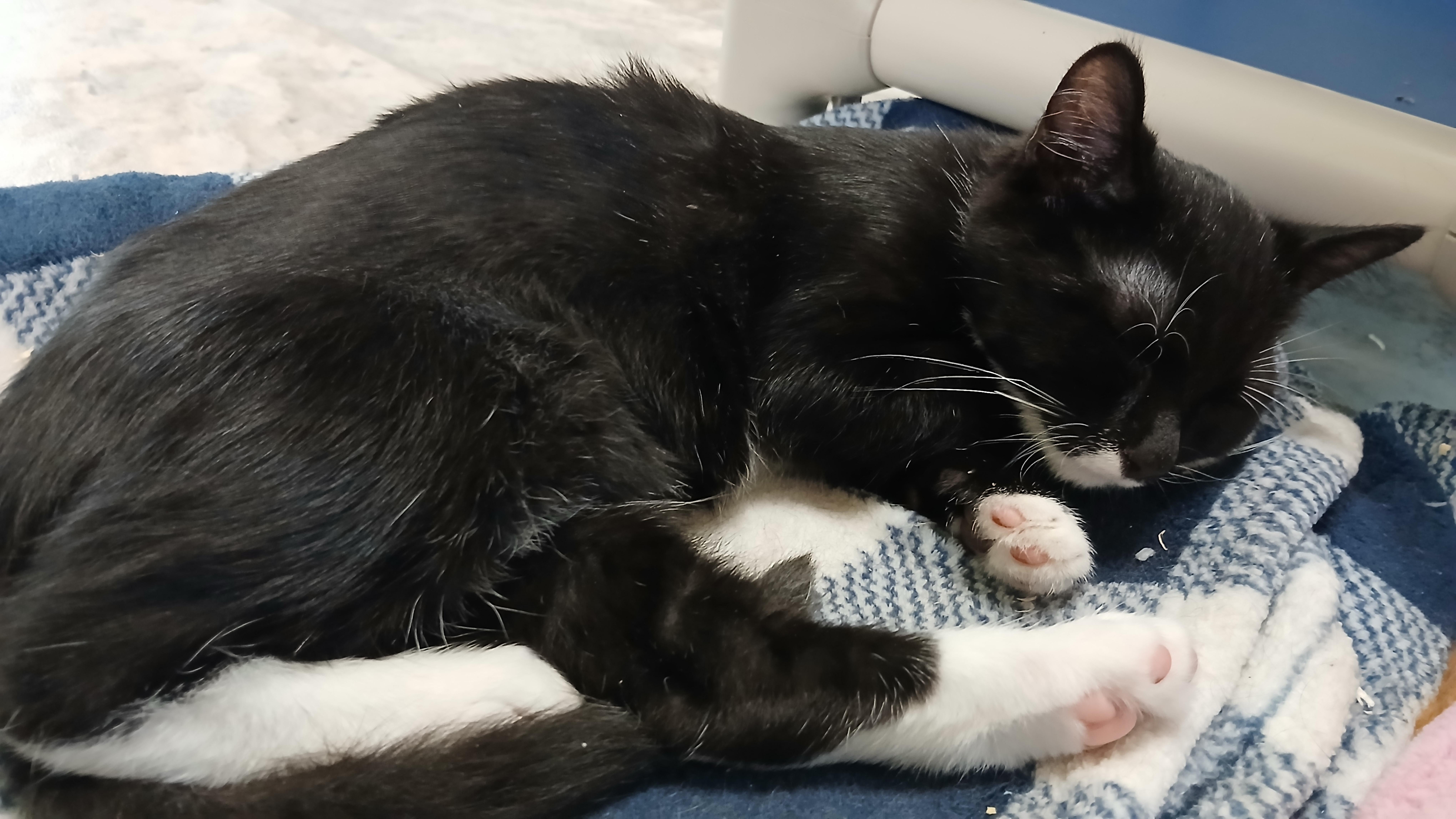 Enlarge Giancarlo, a Adopted Domestic Short Hair in Cullowhee, NC image 3/6