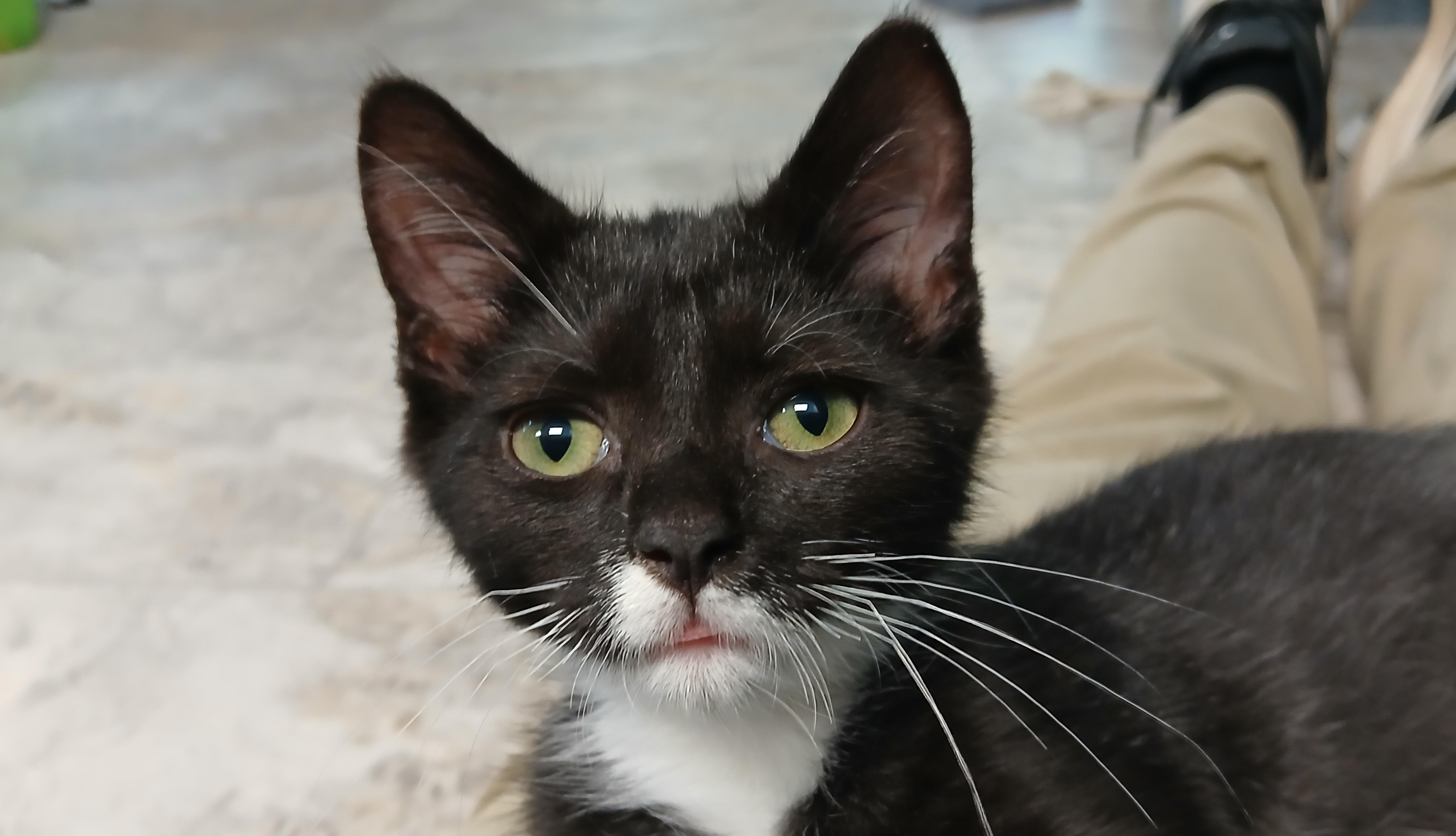 Giancarlo, Adoptable, Kitten Male Domestic Short Hair.