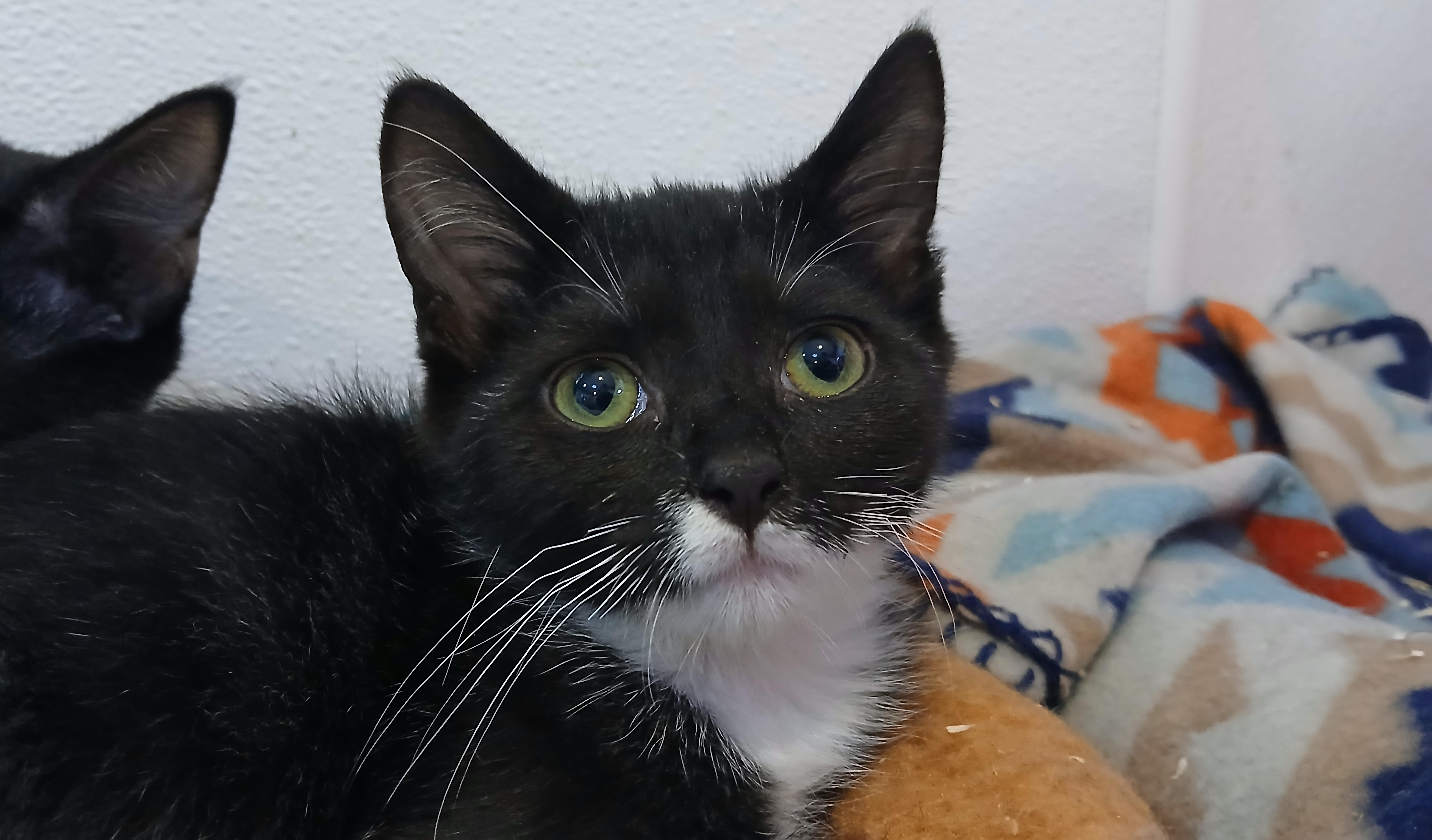 Enlarge Giancarlo, a Adoptable Domestic Short Hair in Cullowhee, NC image 3/4