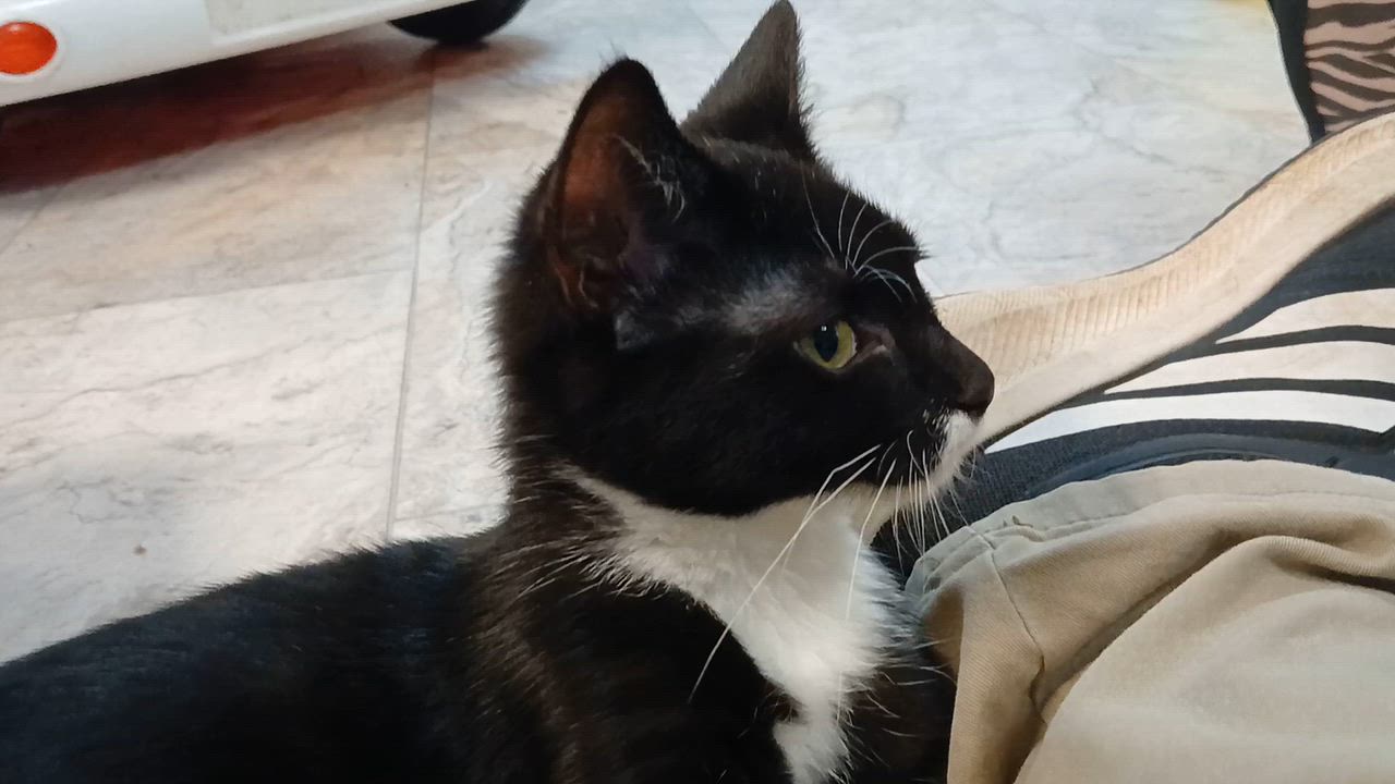 Enlarge Giancarlo, a Adopted Domestic Short Hair in Cullowhee, NC video 6/6