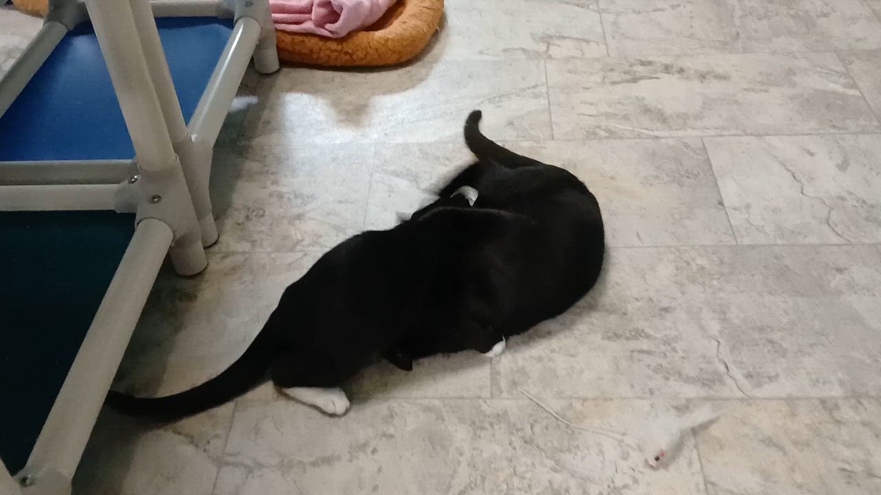 Enlarge Giancarlo, a Adopted Domestic Short Hair in Cullowhee, NC video 4/6