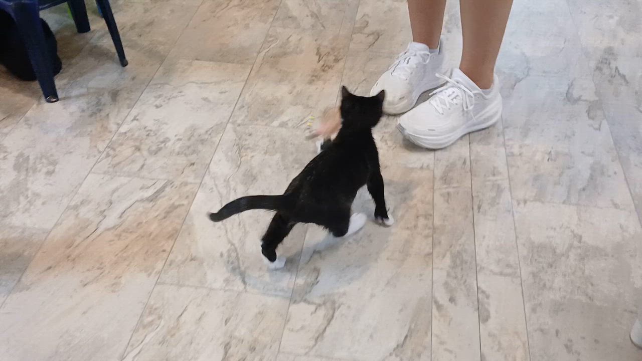 Enlarge Giancarlo, a Adoptable Domestic Short Hair in Cullowhee, NC video 2/4