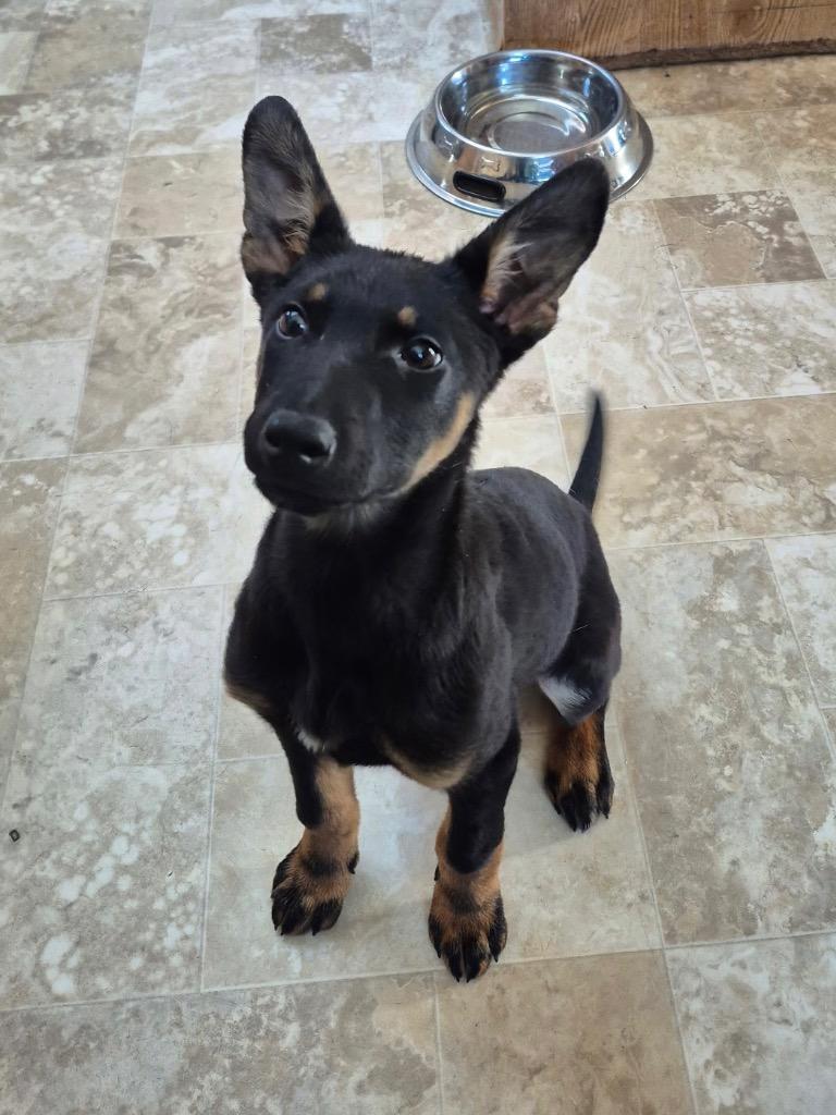 Enlarge Aelin, a Adoptable mixed breed in Yellowknife, NT image 2/3