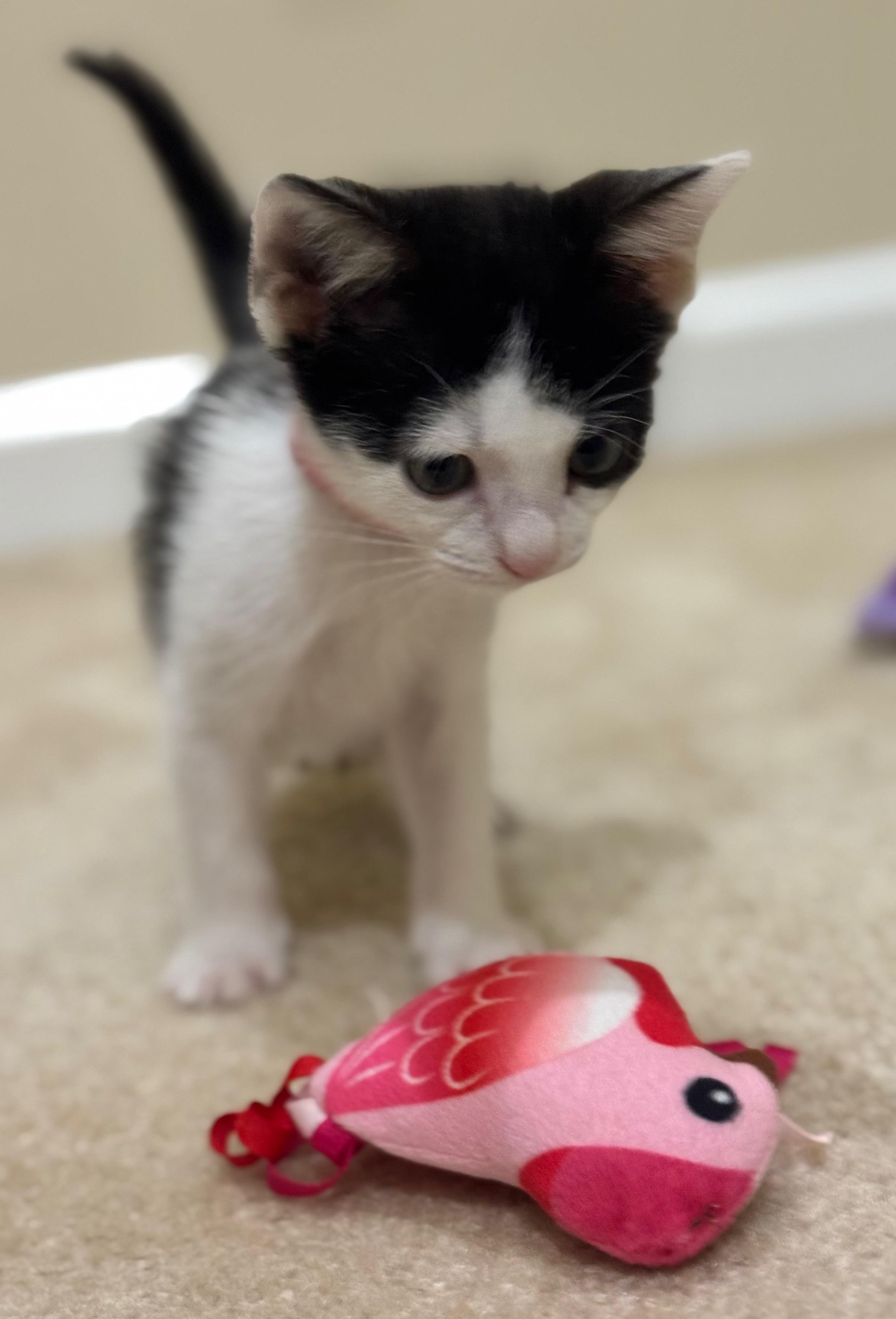 Enlarge Jude, a ADOPTABLE Domestic Short Hair in Hilton Head Island, SC image 2/3