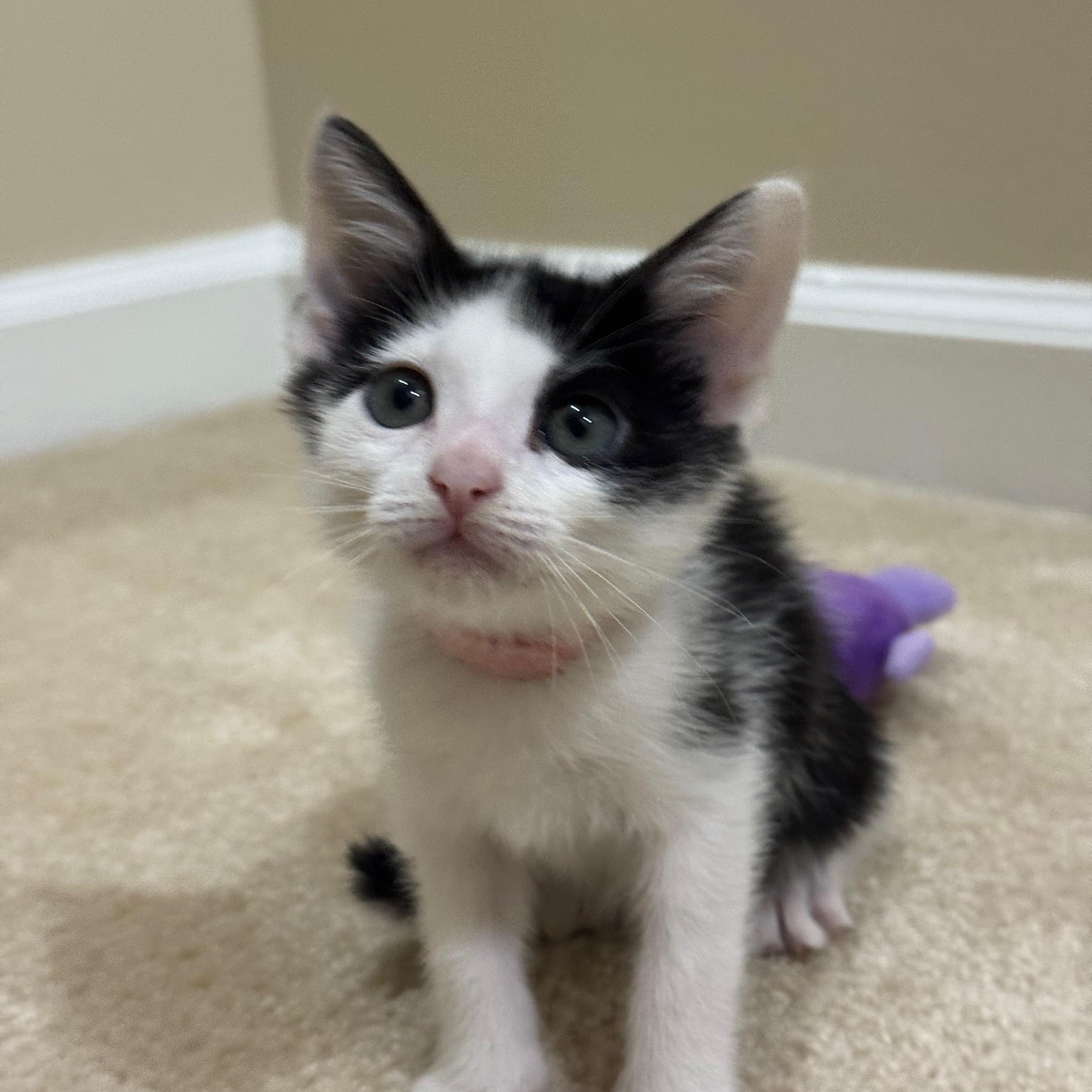 Jude, ADOPTABLE, Kitten Female Domestic Short Hair.