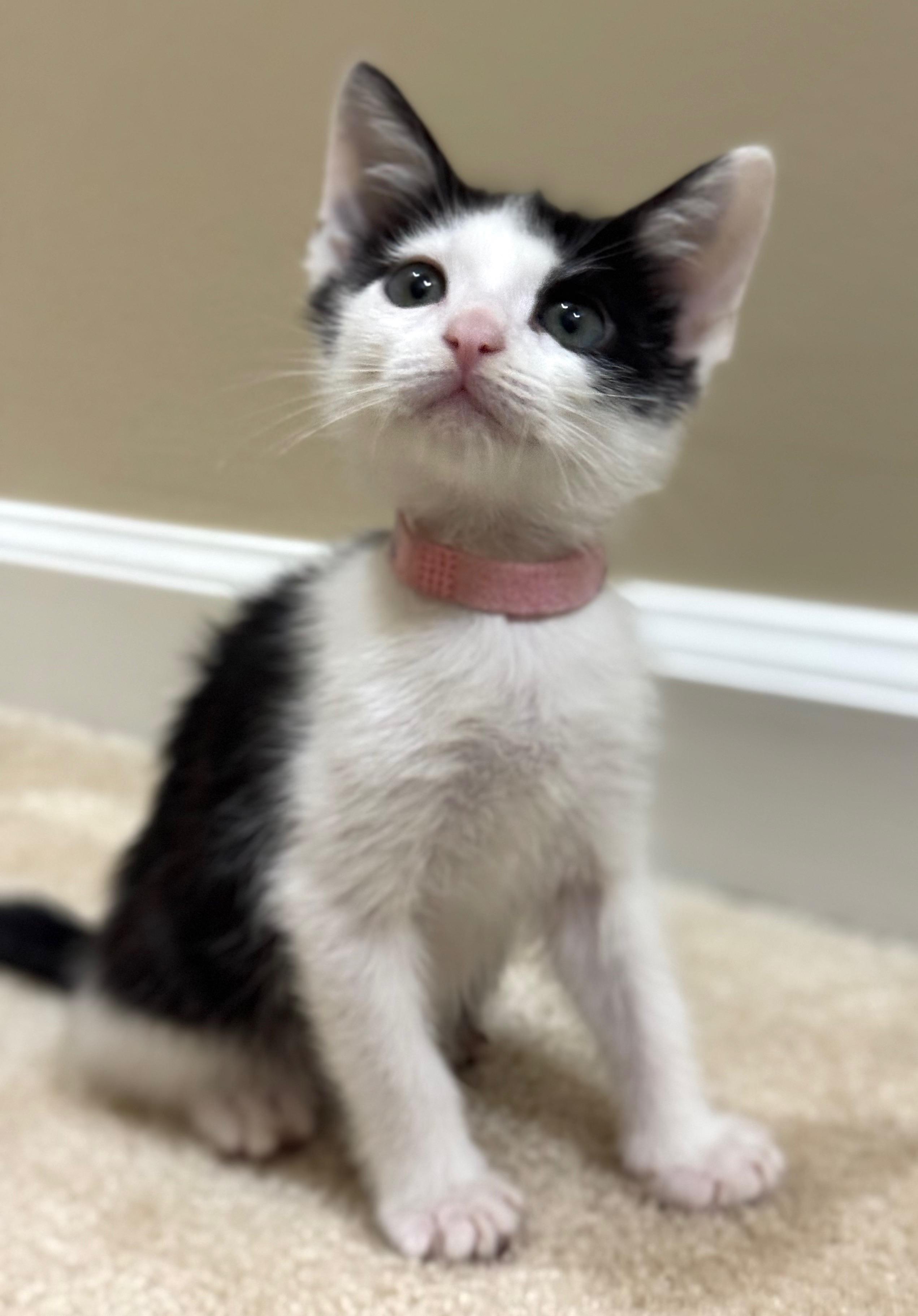 Enlarge Jude, a ADOPTABLE Domestic Short Hair in Hilton Head Island, SC image 3/3