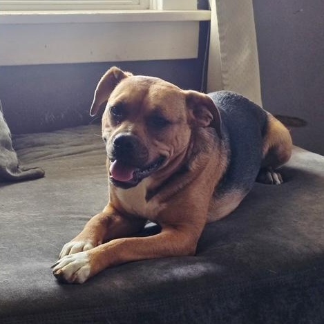 Patti, Adoptable, Young Female Pit Bull Terrier.