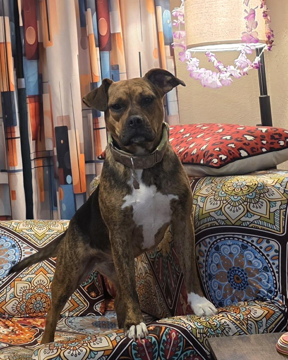 Enlarge Patti, a Adoptable mixed breed in Kansas City, MO image 2/6