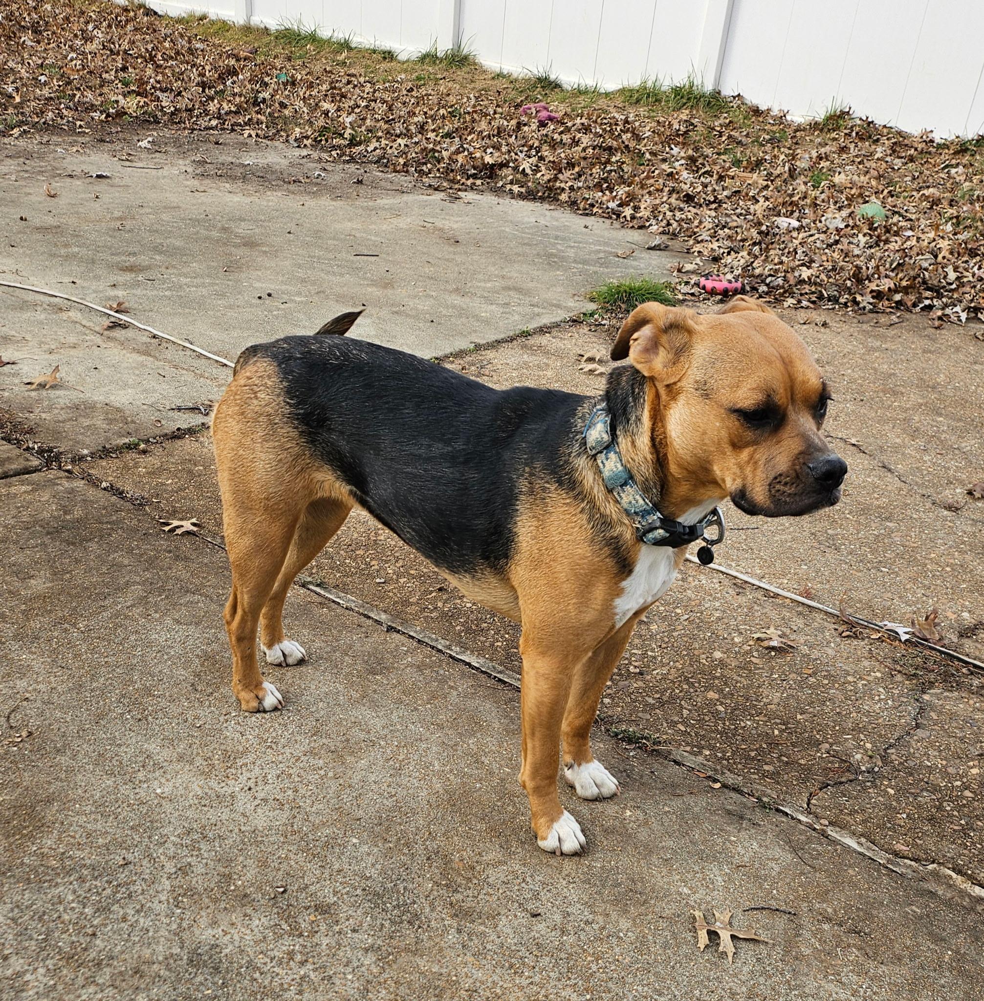 Enlarge Patti, a Adoptable mixed breed in Kansas City, MO image 4/6