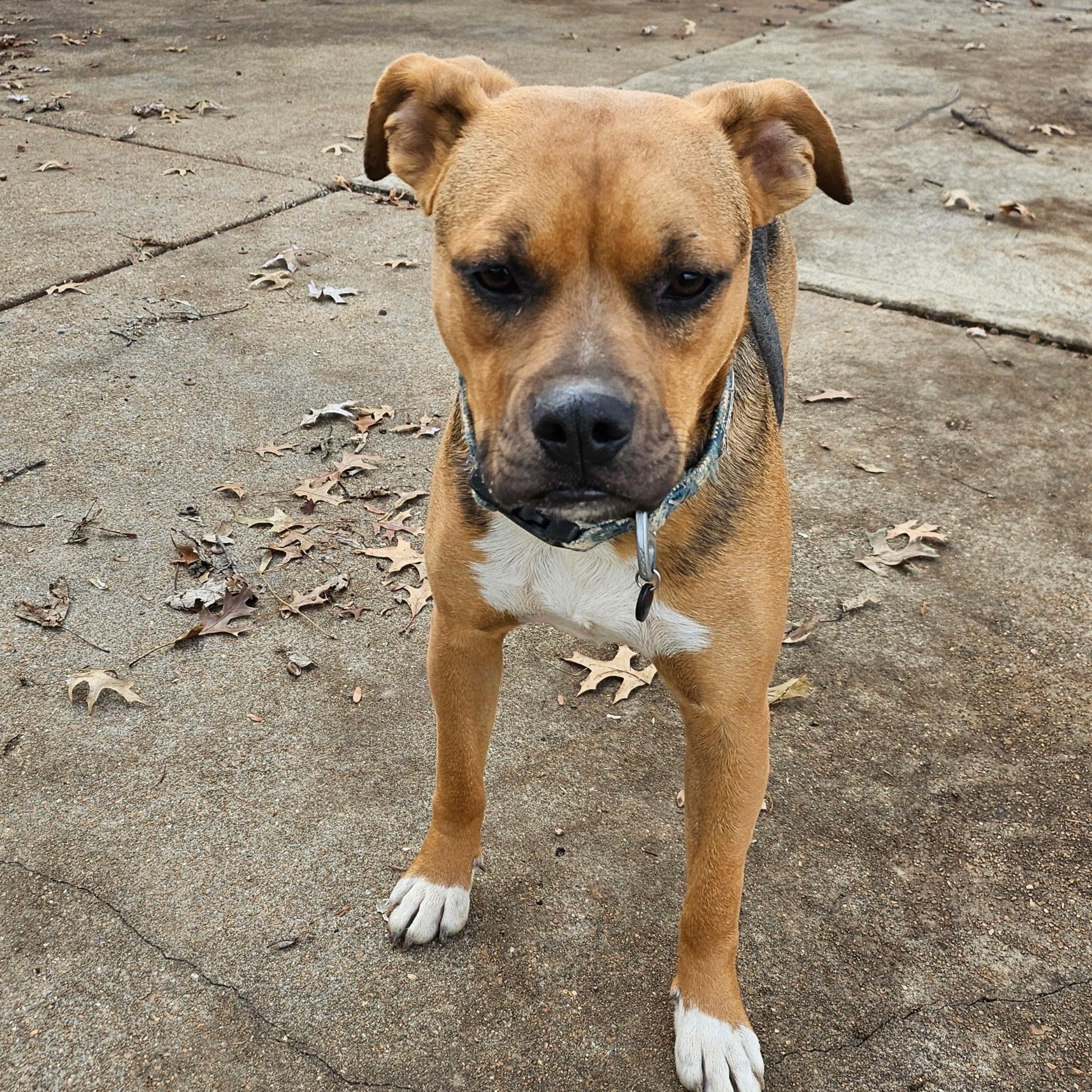 Enlarge Patti, a Adoptable mixed breed in Kansas City, MO image 5/6