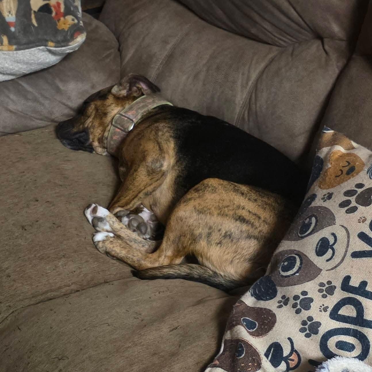 Enlarge Patti, a Adoptable mixed breed in Kansas City, MO image 6/6