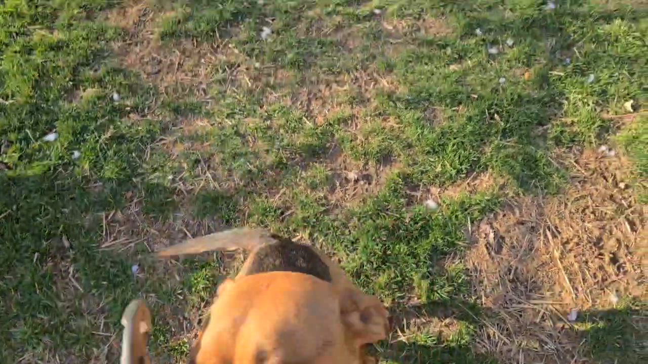 Enlarge Patti, a Adoptable mixed breed in Kansas City, MO video 3/6