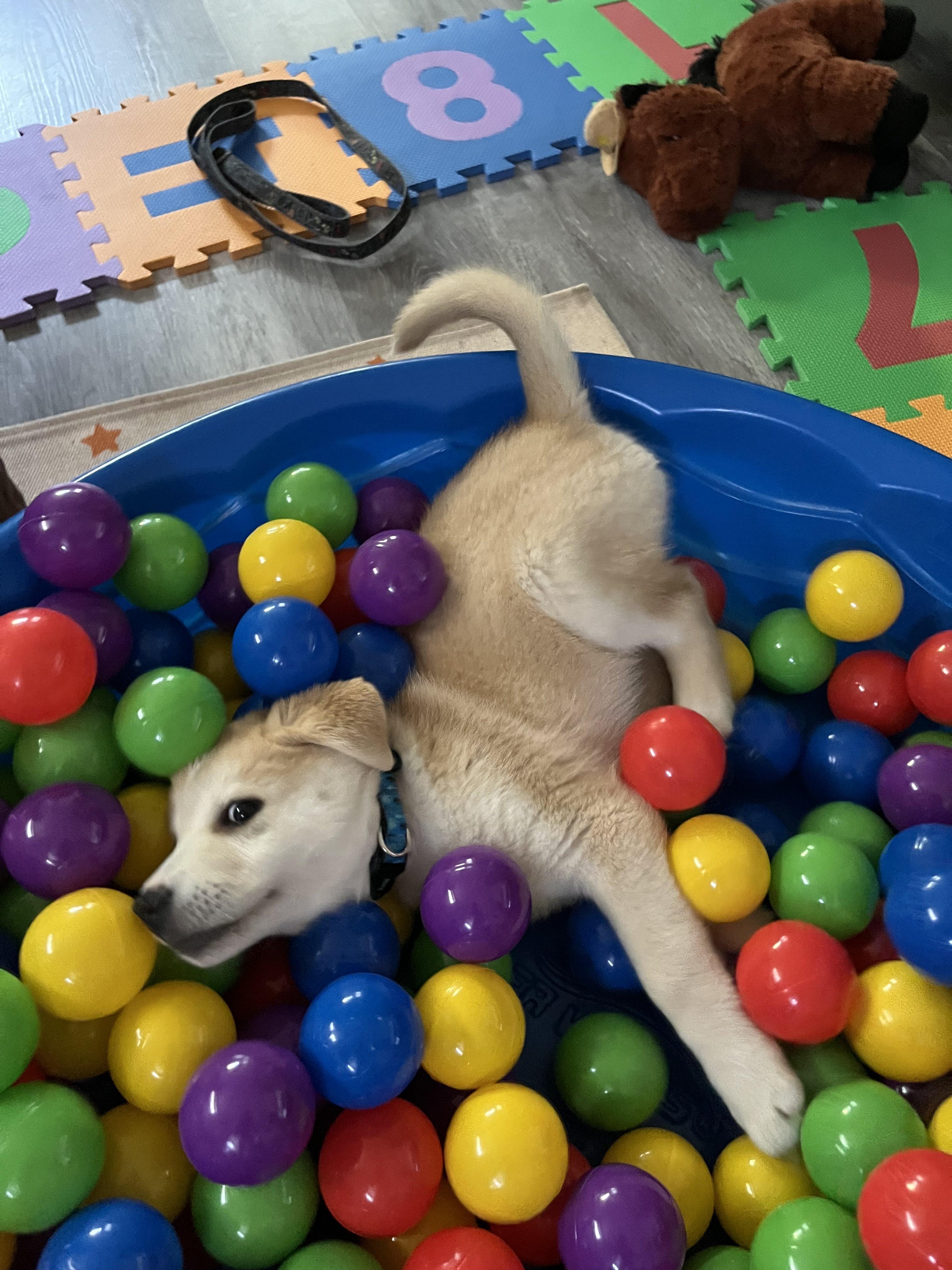 Misko, a ADOPTABLE mixed breed in Oakville, ON image 3/5