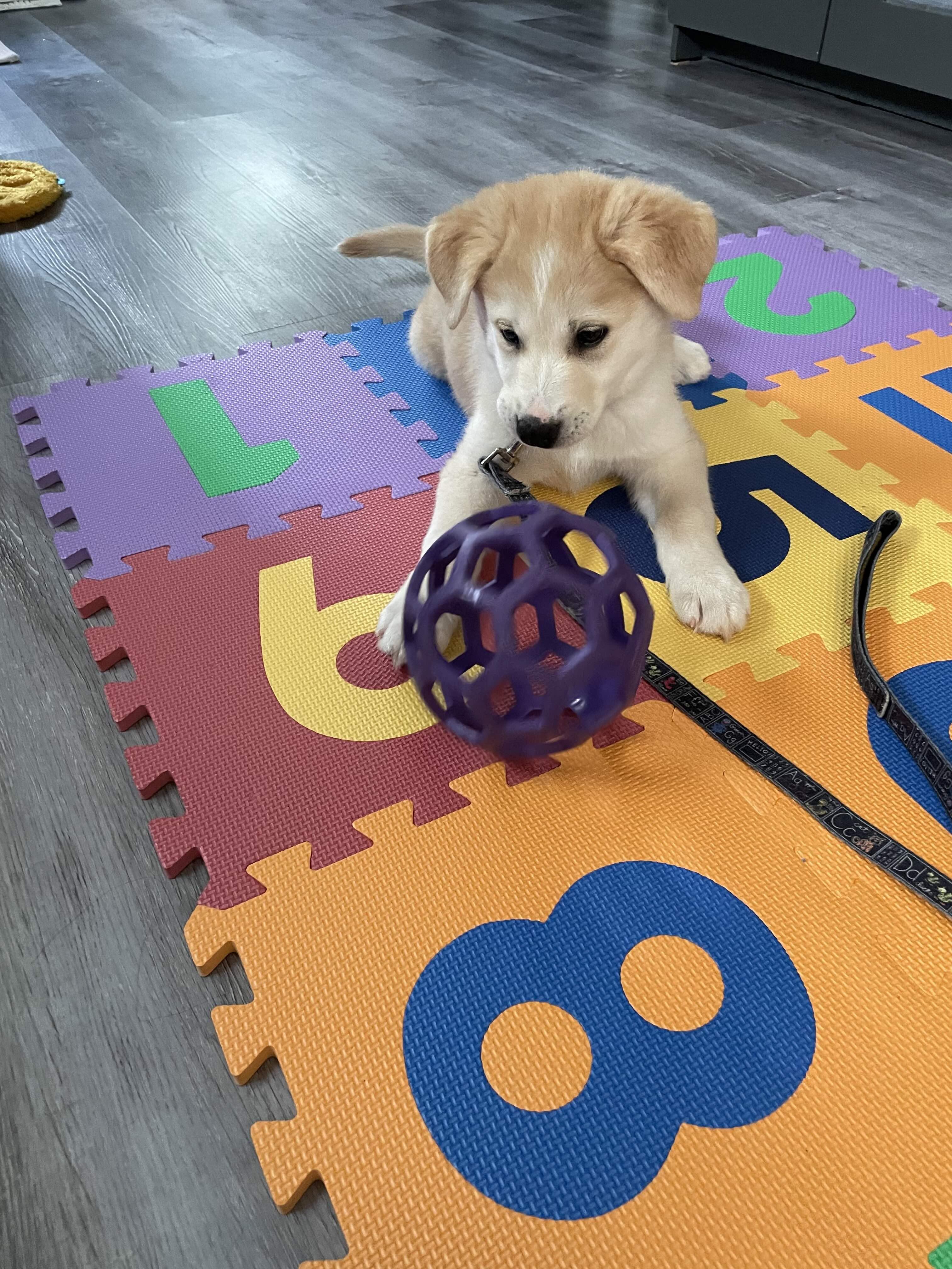 Misko, a ADOPTABLE mixed breed in Oakville, ON image 5/5
