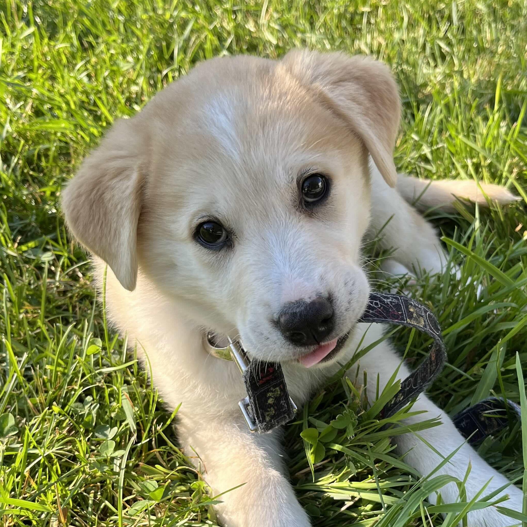 Misko, a ADOPTABLE mixed breed in Oakville, ON image 1/5