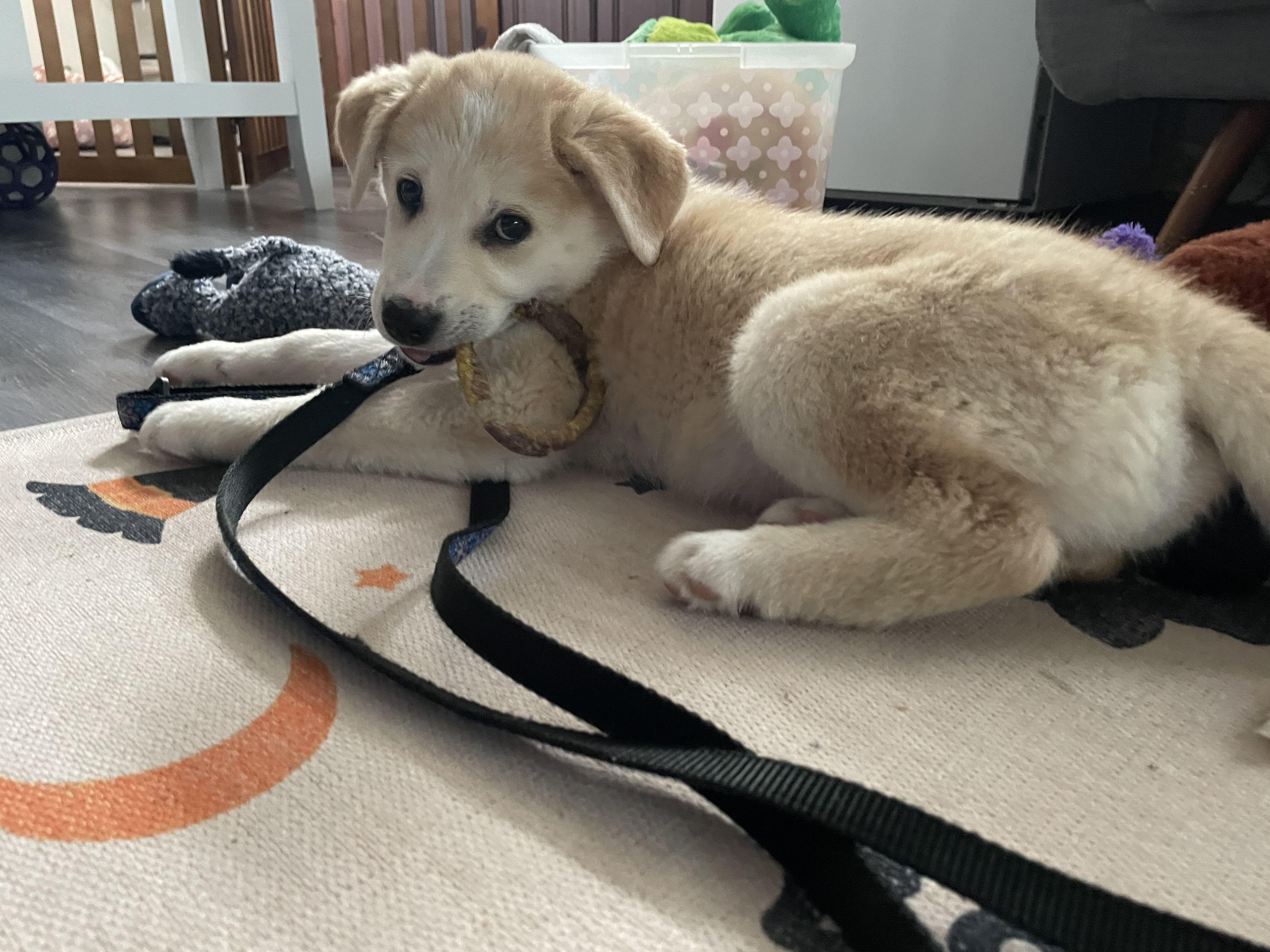 Misko, a ADOPTABLE mixed breed in Oakville, ON image 4/5