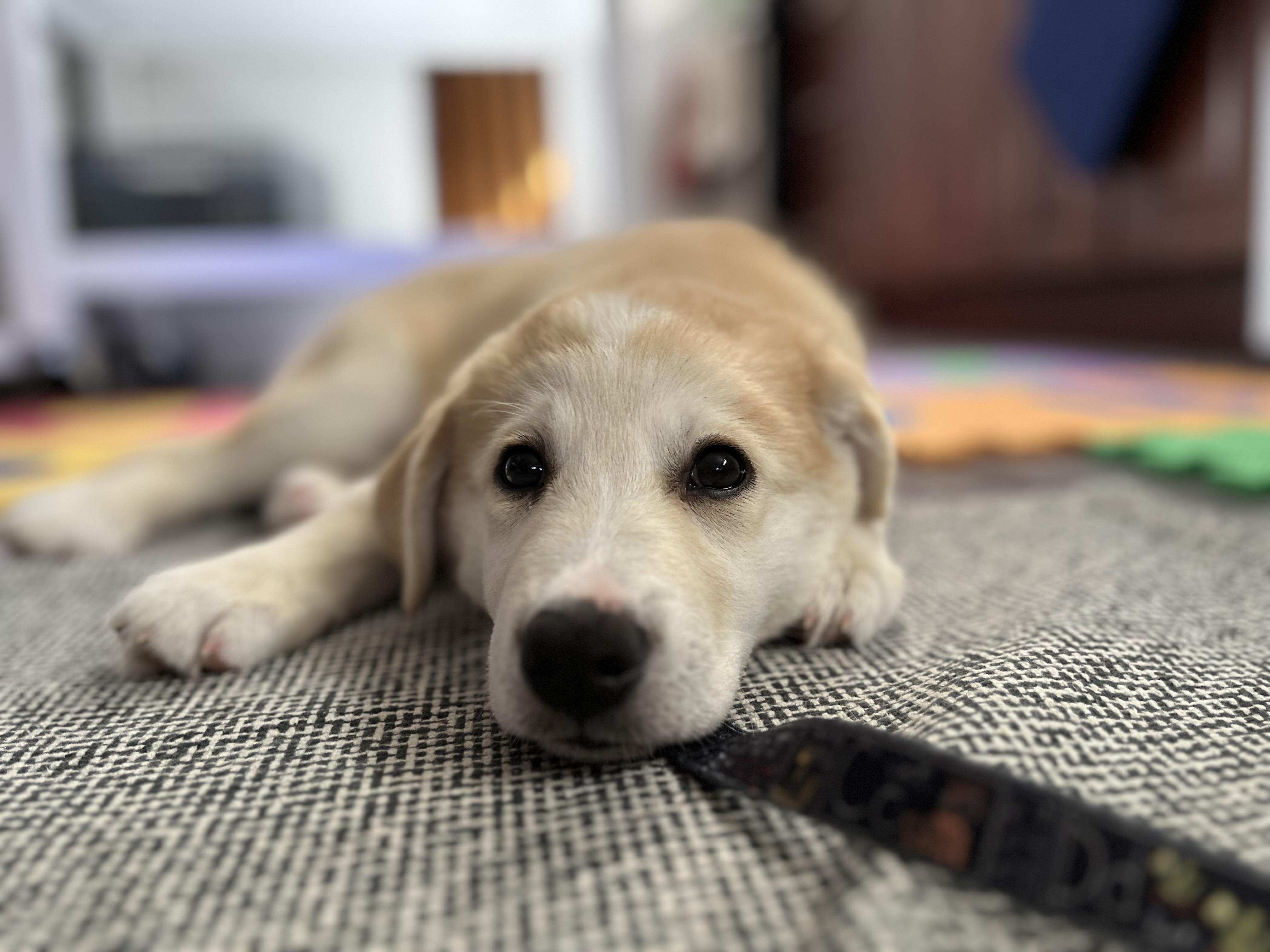 Misko, a ADOPTABLE mixed breed in Oakville, ON image 2/5