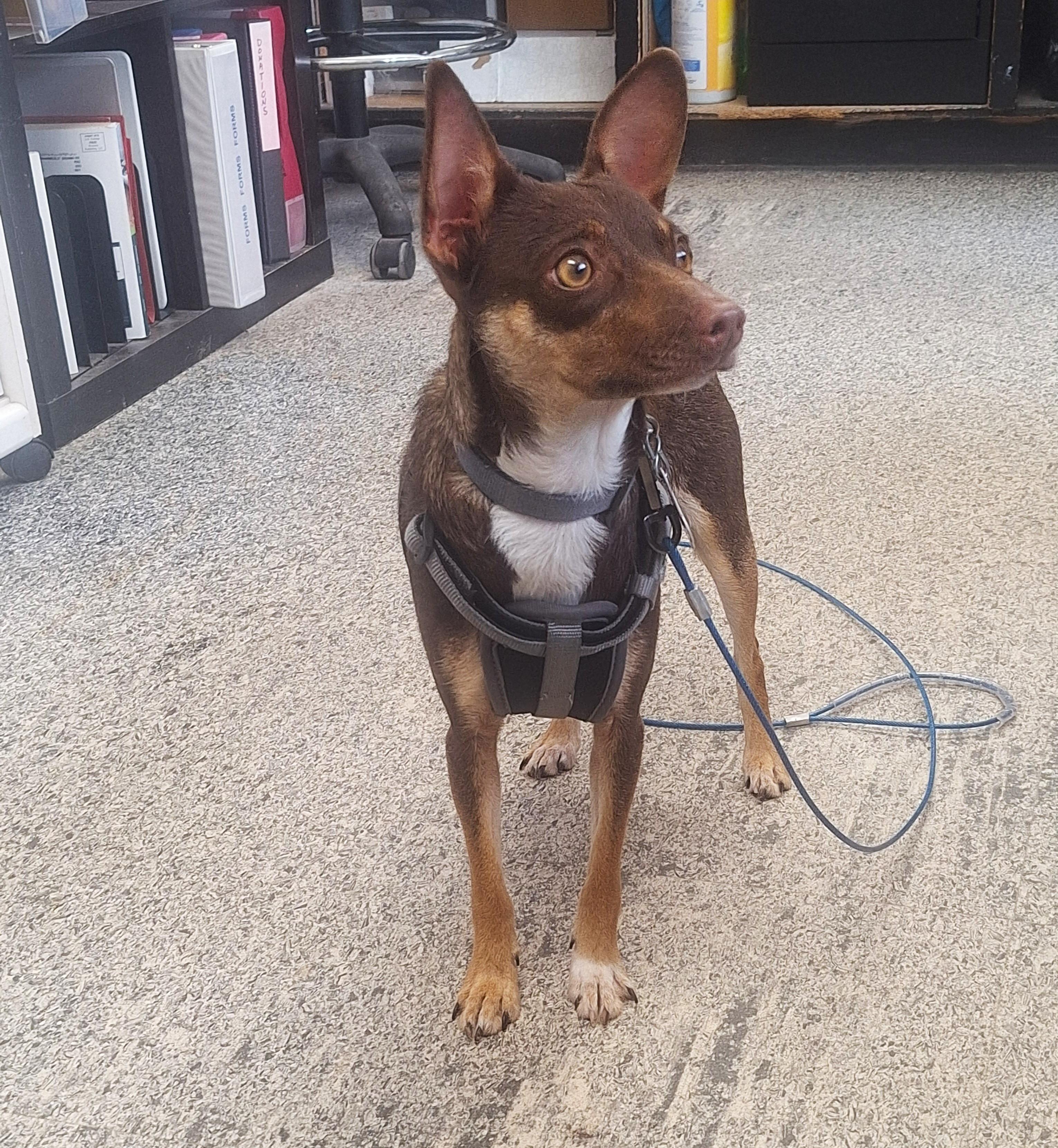 Enlarge Merida, a Adopted mixed breed in Hayward, WI image 2/4