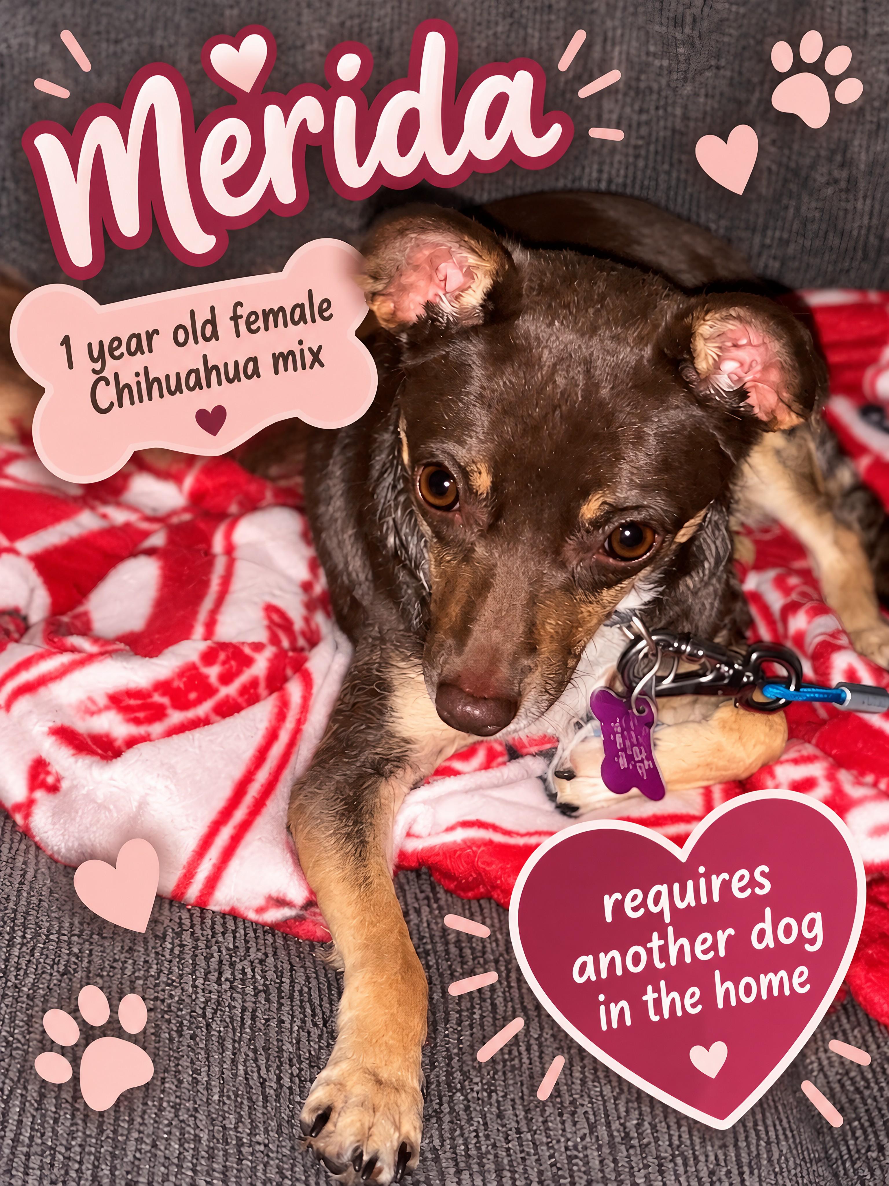 Merida, Adopted, Adult Female Chihuahua.