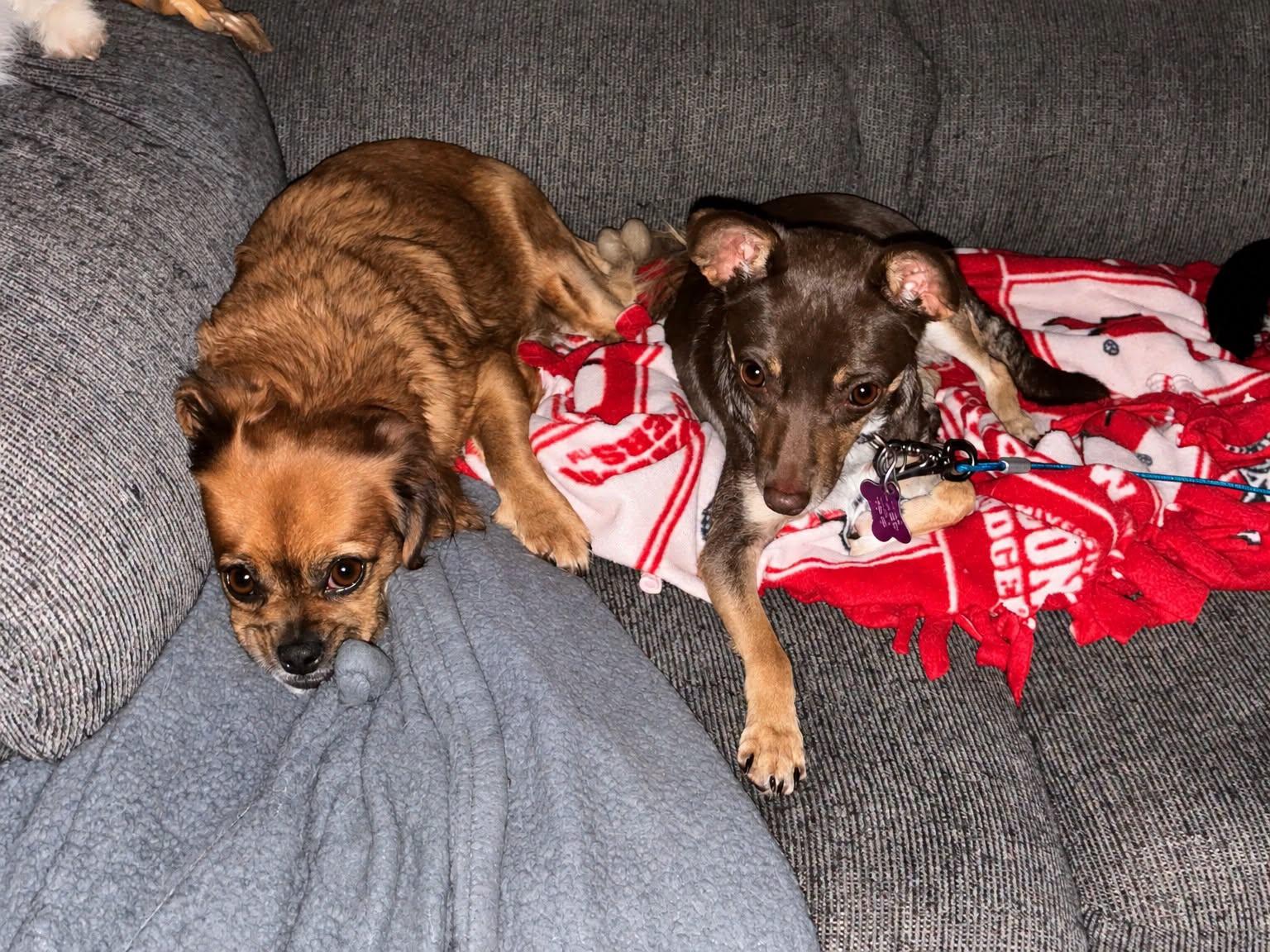 Enlarge Merida, a Adopted mixed breed in Hayward, WI image 3/4