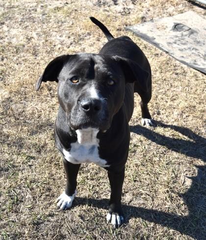 Enlarge Emma, an adoptable mixed breed in Inverness, FL image 3/3