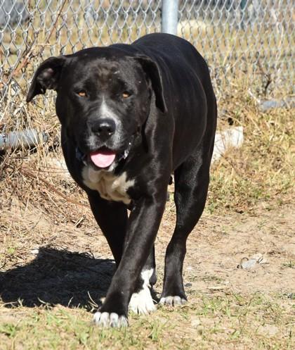 Emma, adoptable, Adult Female American Staffordshire Terrier & Labrador Retriever.