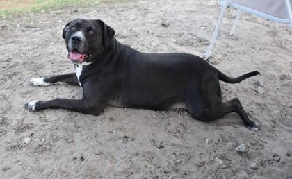 Enlarge Emma, an adoptable mixed breed in Inverness, FL image 2/3